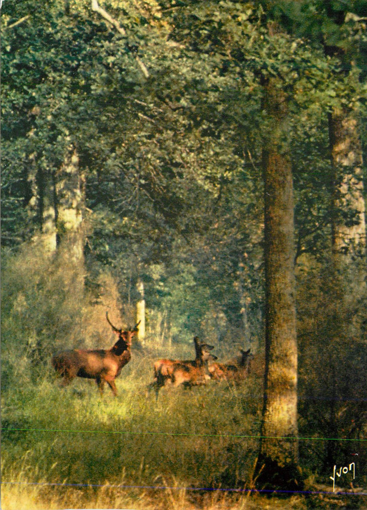 CPM Dans la foret de france par barbier petit