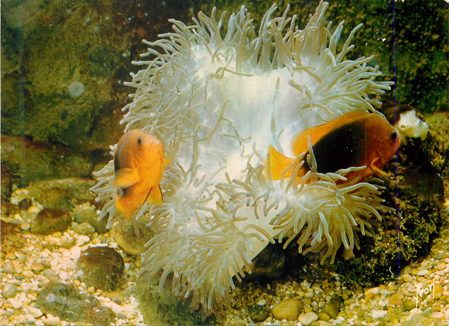 CPM Musee oceanographique de monaco clown de feu amphiprion ephippium