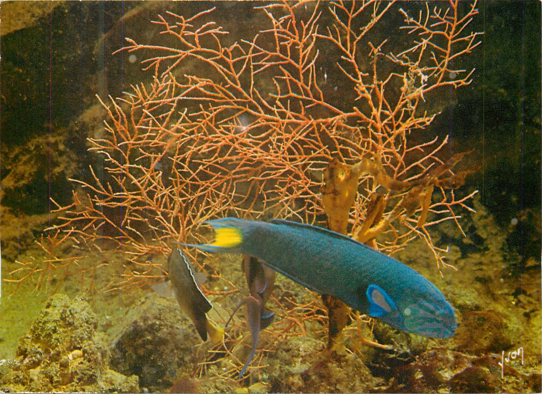 CPM Musee oceanographique de monaco girelle exotique thalassoma lunare