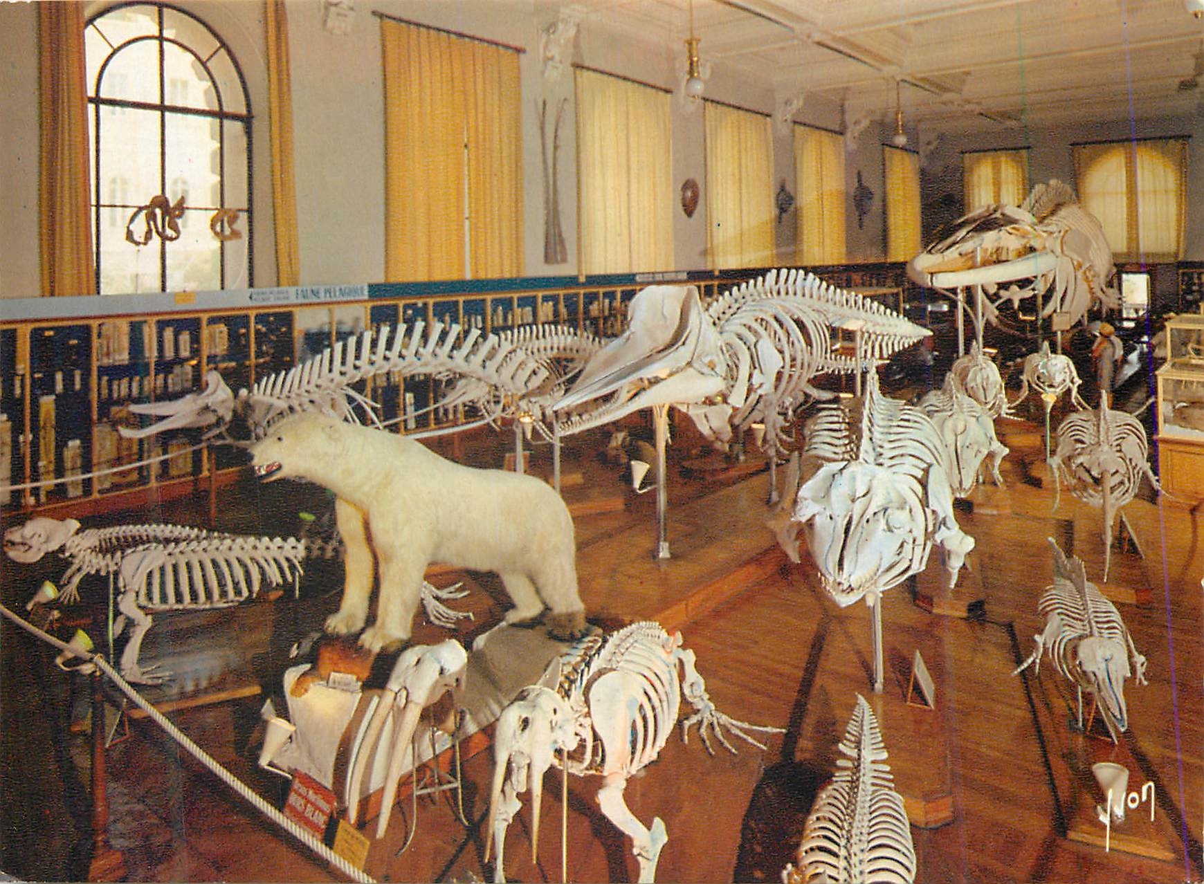 CPM Musee oceanographique de monaco salle de la baleine n 2