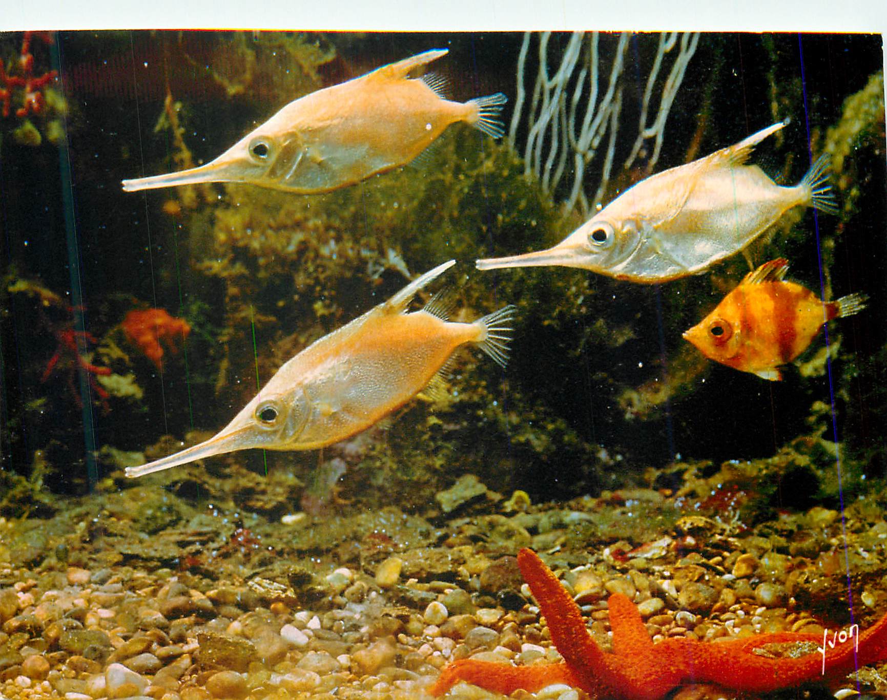 CPM Musee oceanographique de monaco becassine et poissons trompette