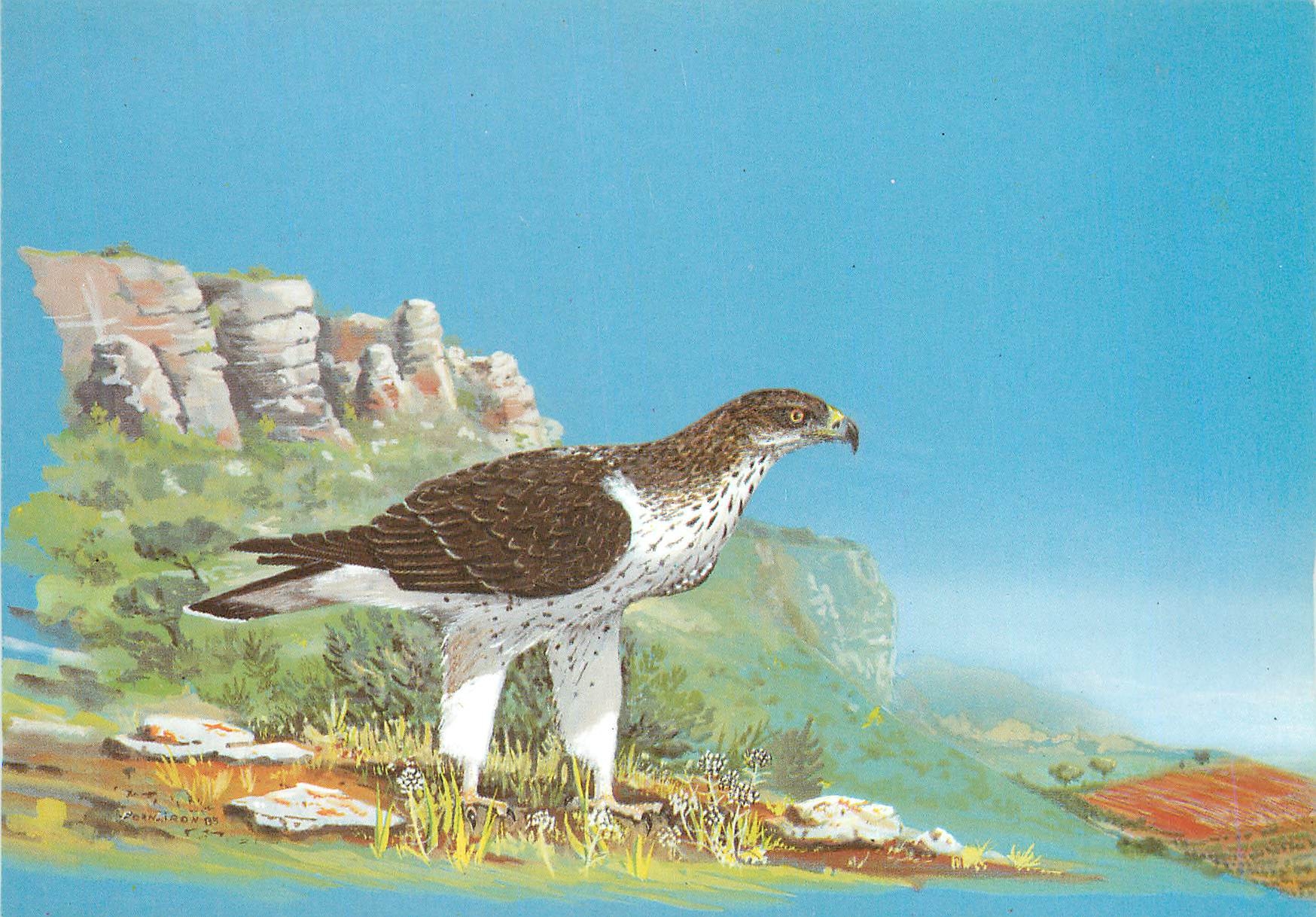 CPM Aigle de bonelli cette espece mediterraneenne est en danger