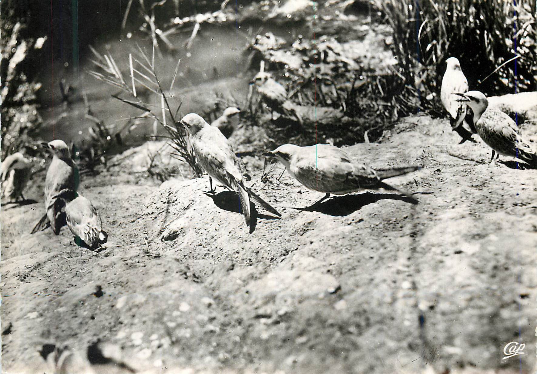 CPM 1523 les saintes maries de la mer (camargue) parc zoologique du pont de gau Sterne Hansel et Pierre Garin
