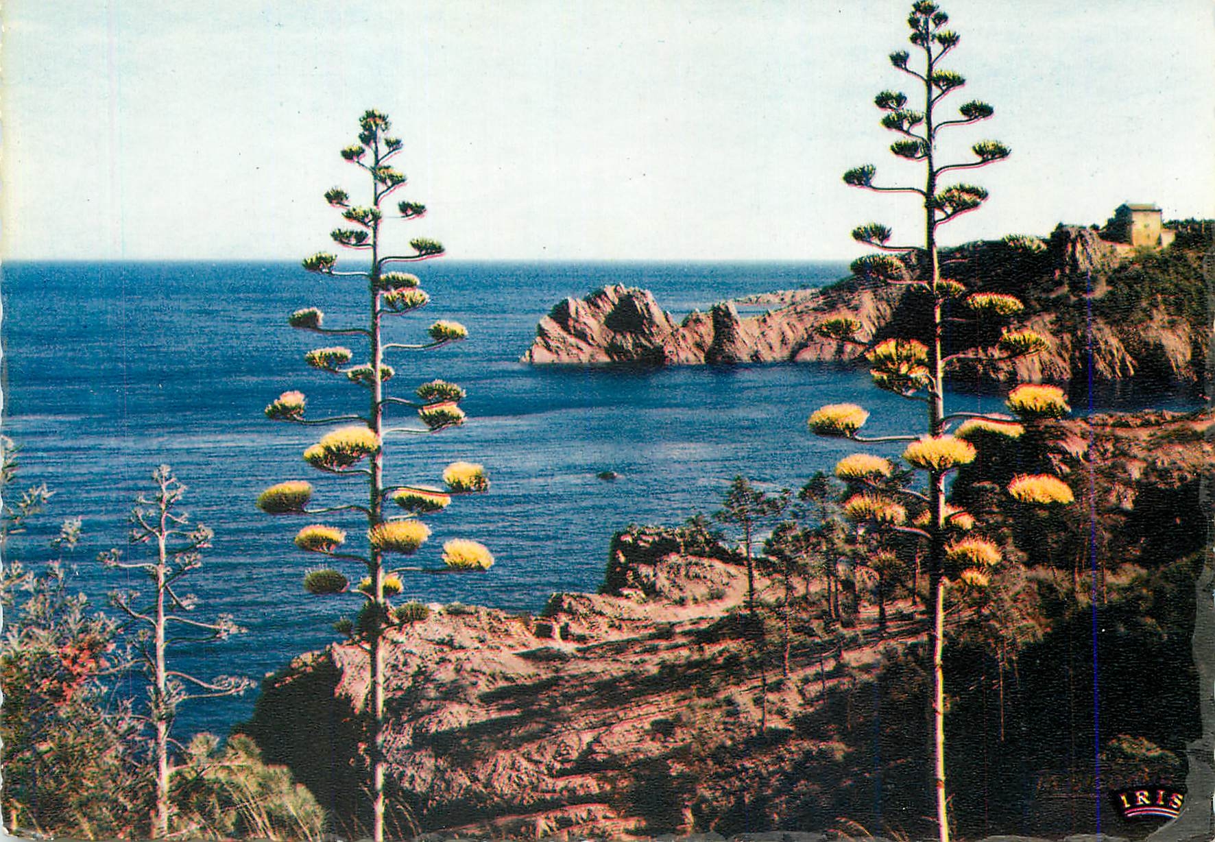 CPM Reflets de la cote d azur 0600013 les rives de la medilenanee
