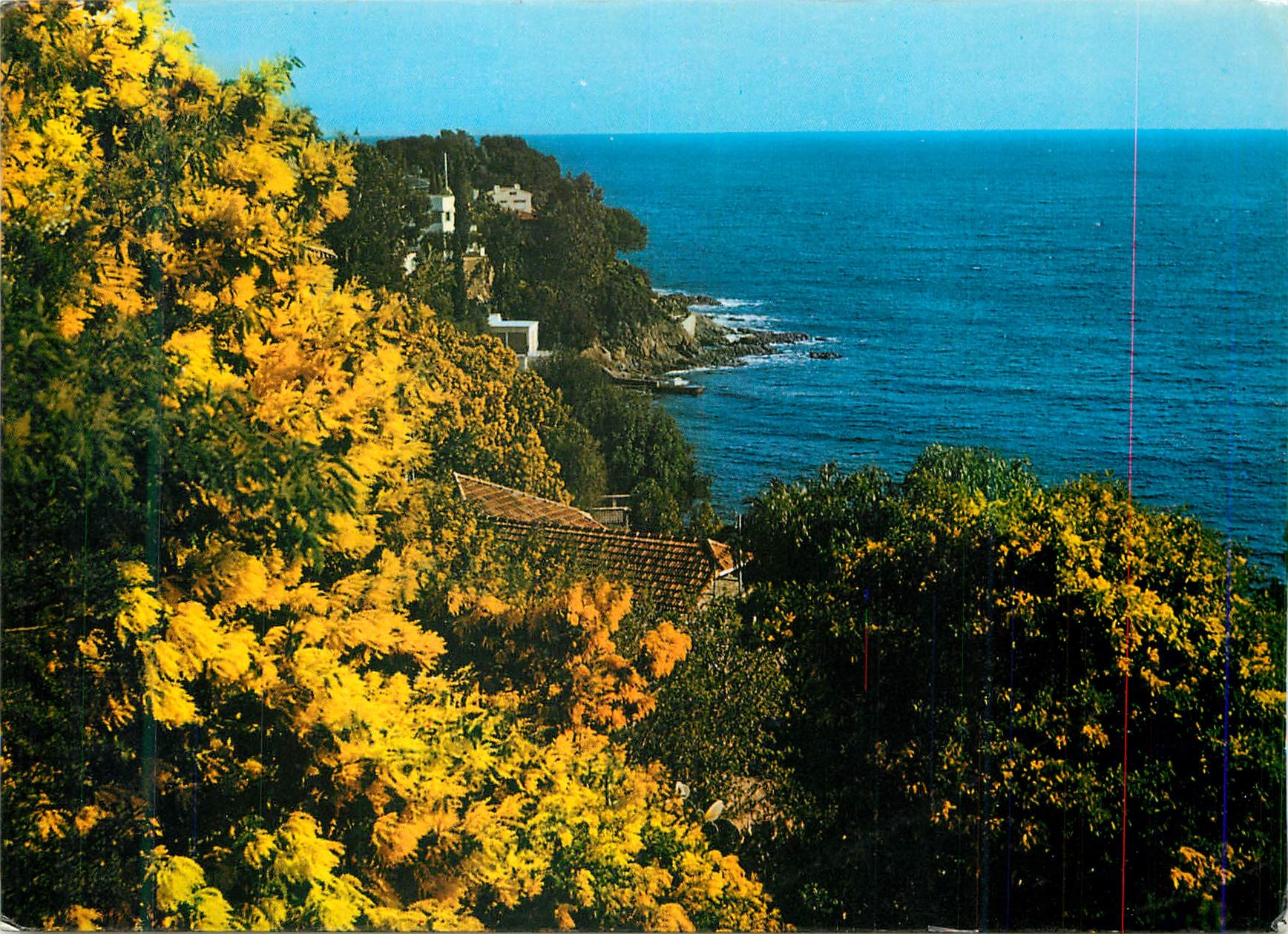 CPM Lumiere et beaute de la cote d azur rivages enchanteurs tapisses de mimosas