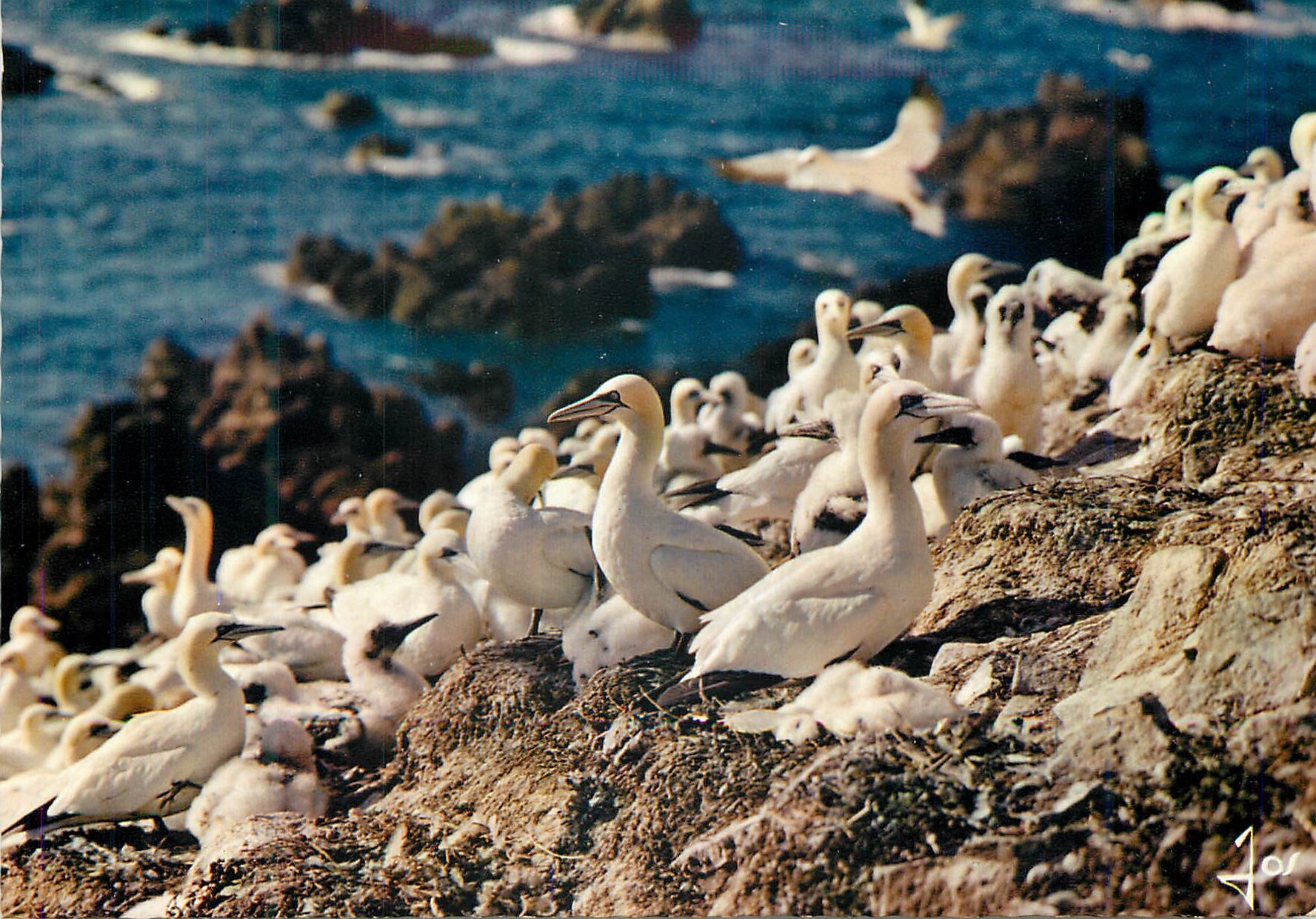 CPM La bretagne en couleurs mx 7245 les sept iles colonie de fous de bassan (photo gester)