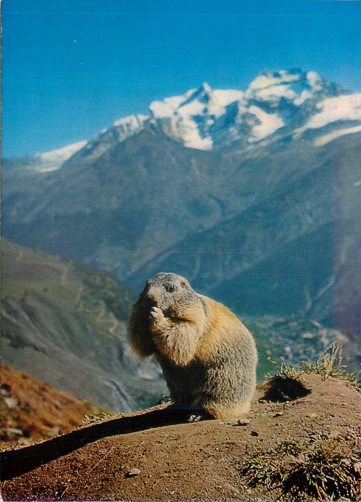 CPM 86921 je me rejouis au soleil