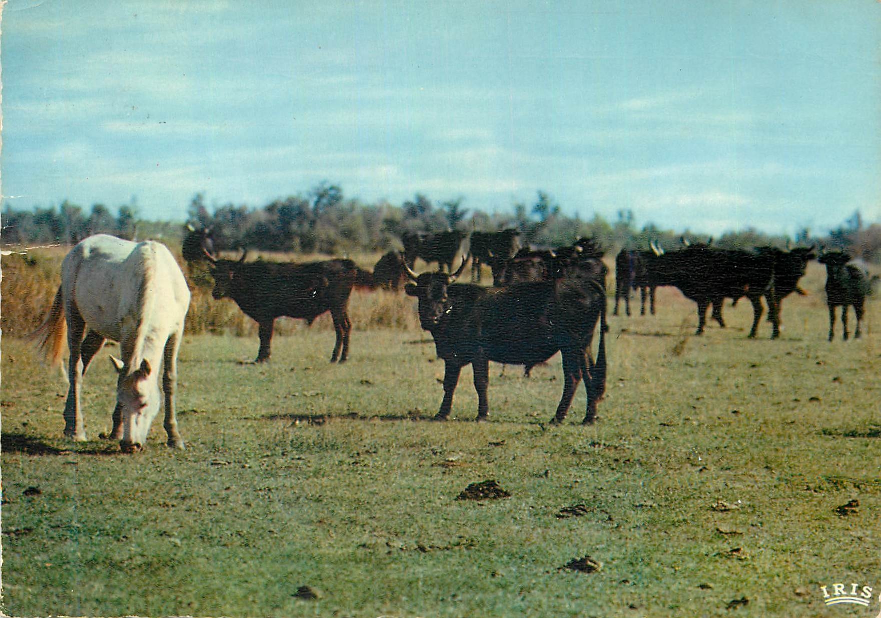 CPA Camargue avec les Gardians Dans cette Camargue sans limite vivent encore en liberte taureaux et chevaux sauvages