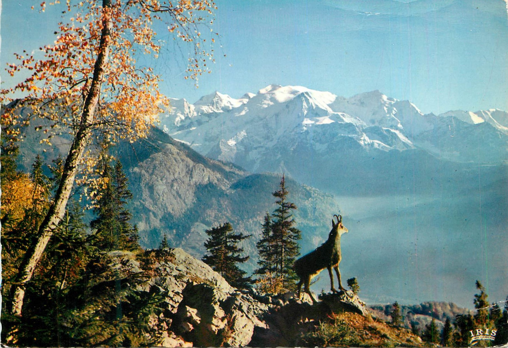 CPM Le Chamois des Alpes