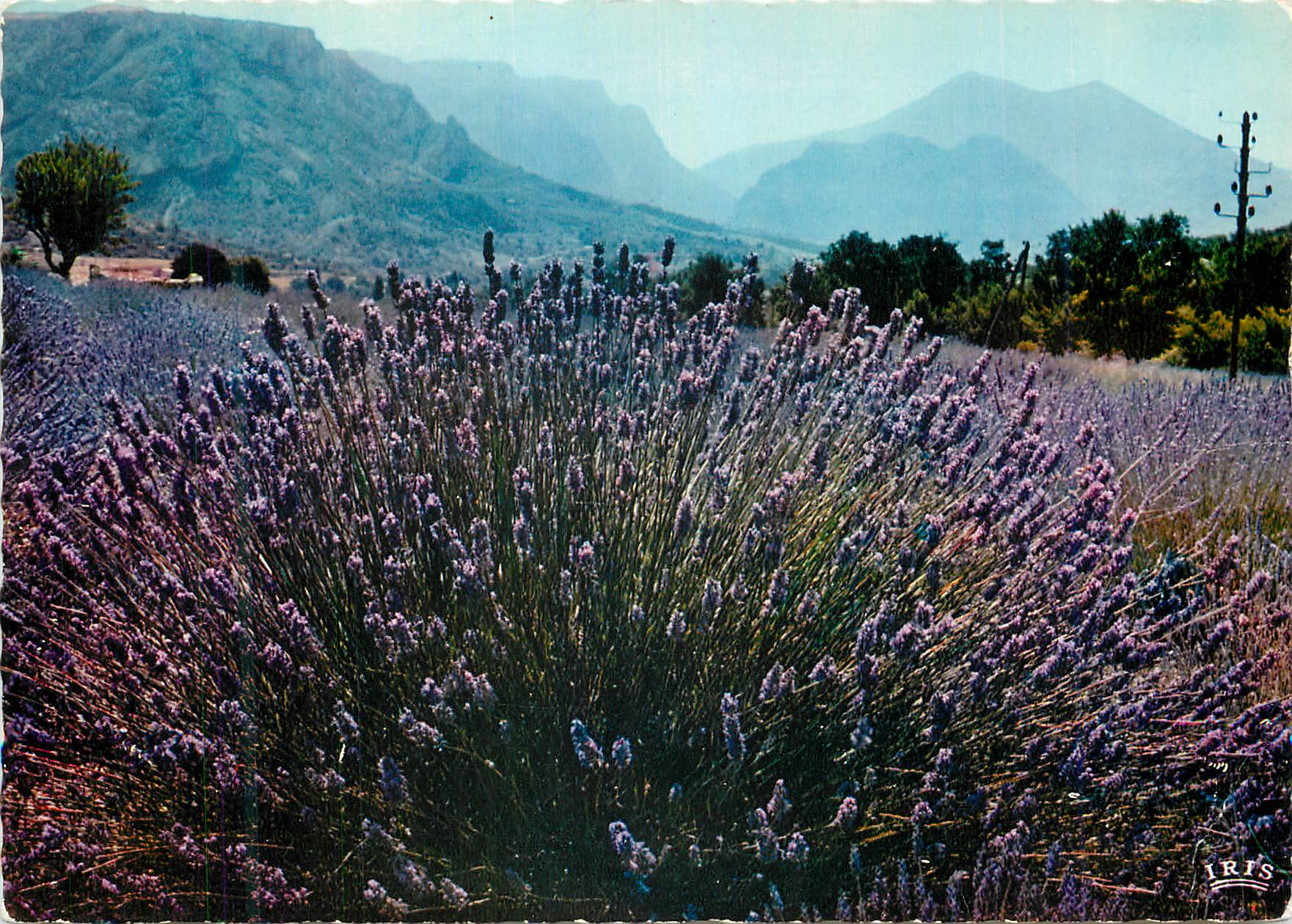 CPM Reflets de la Cote d Azur Au Pays de la Lavande Un beau bouquet de lavande