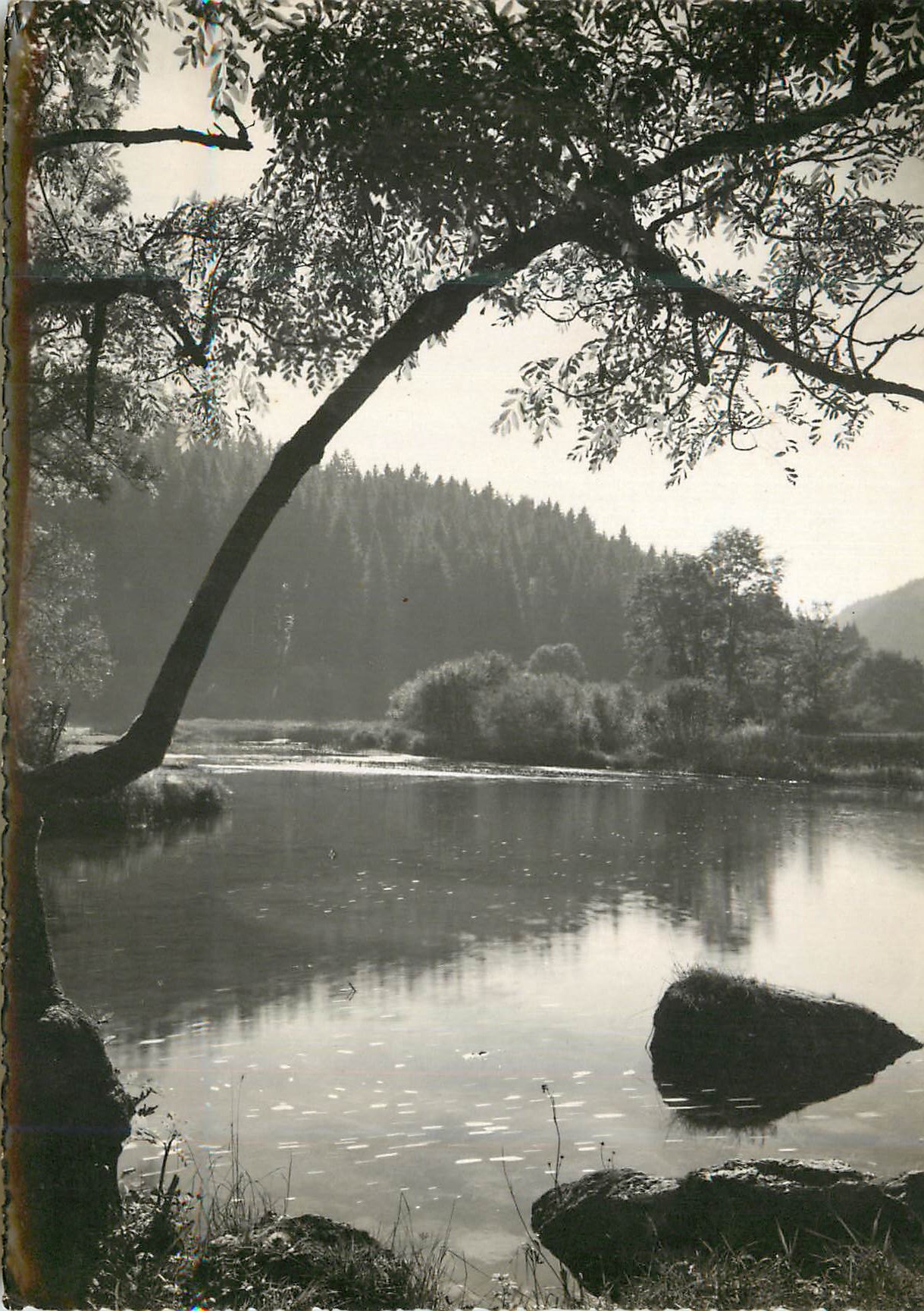 Vue du Doubs — Forêt et rivage — Photo Stainacre-Pontarlier