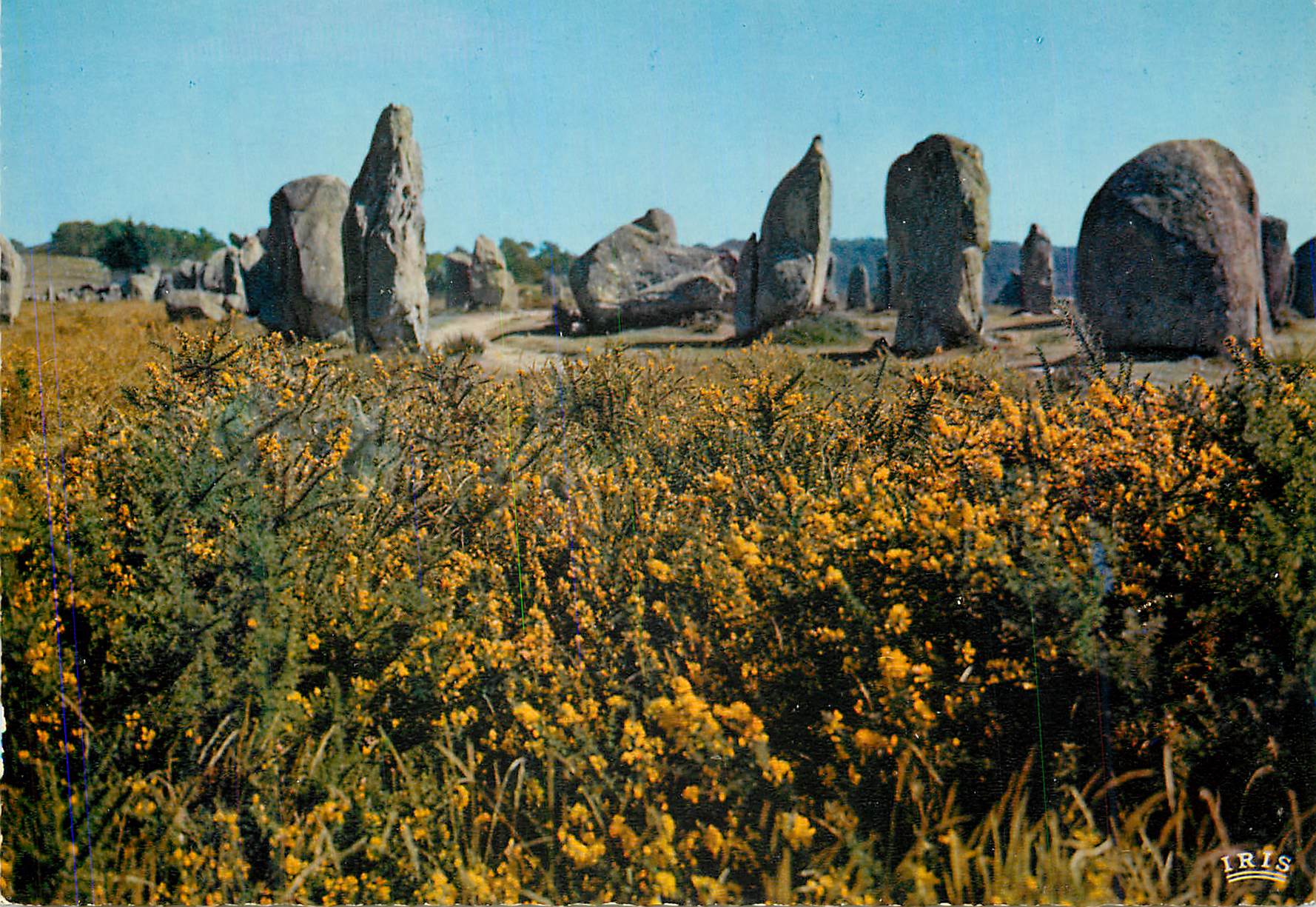CPM Menhirs et Lande Fleurie