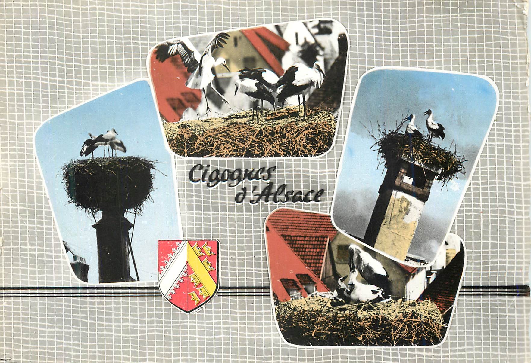 CPM Souvenir D Alsace Cigognes