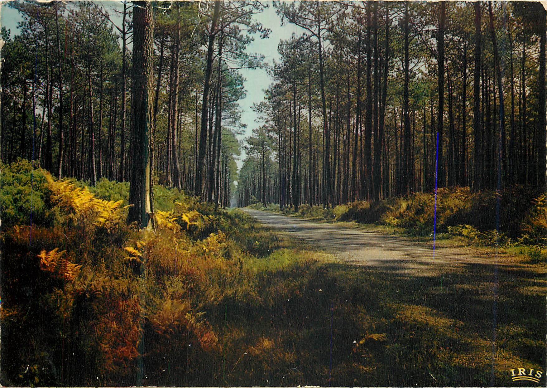 CPM Dans nor forets de Gascogne La Pinede