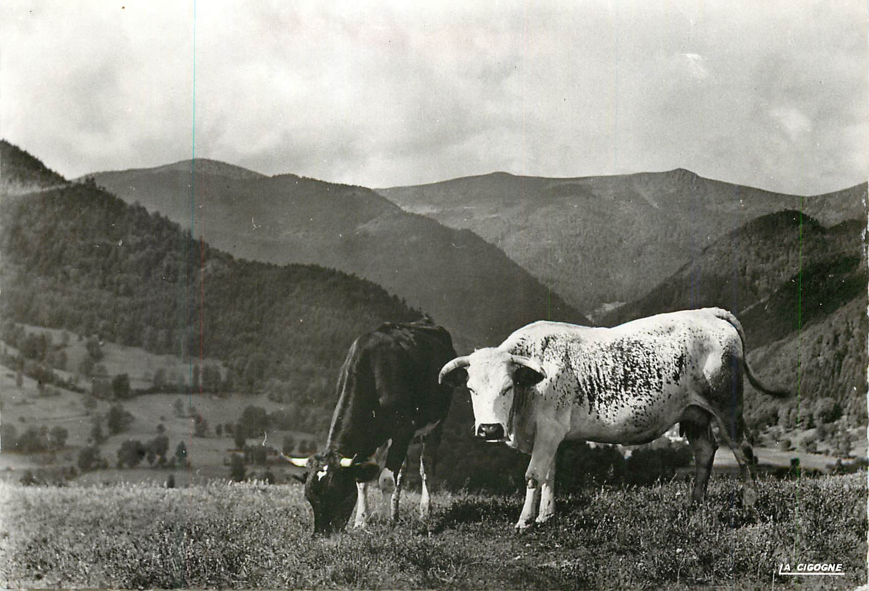 CPM Les Vosges Pittoresques Paturages Vaches