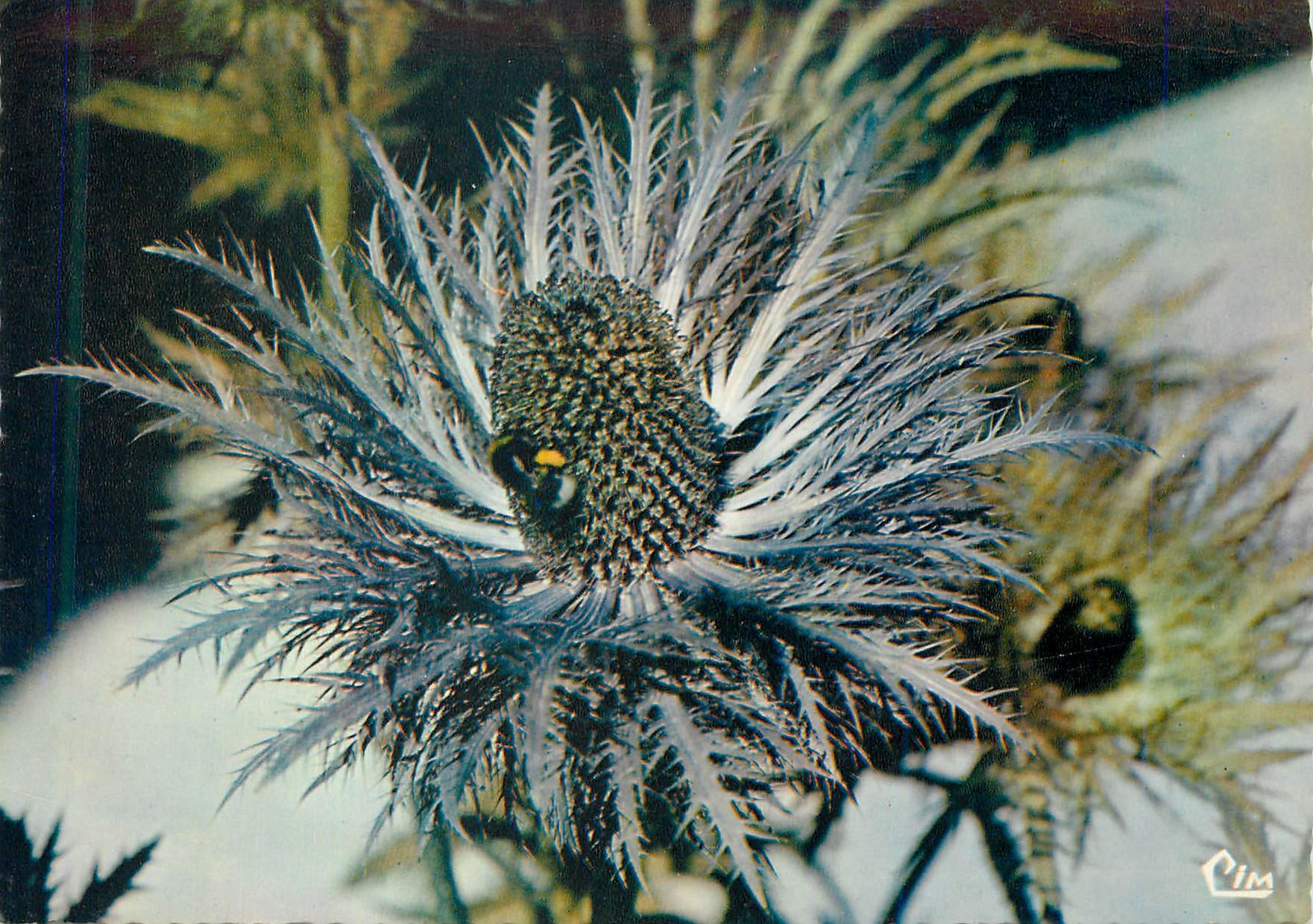 CPM Fleurs de Montagne Le Chardon Blue