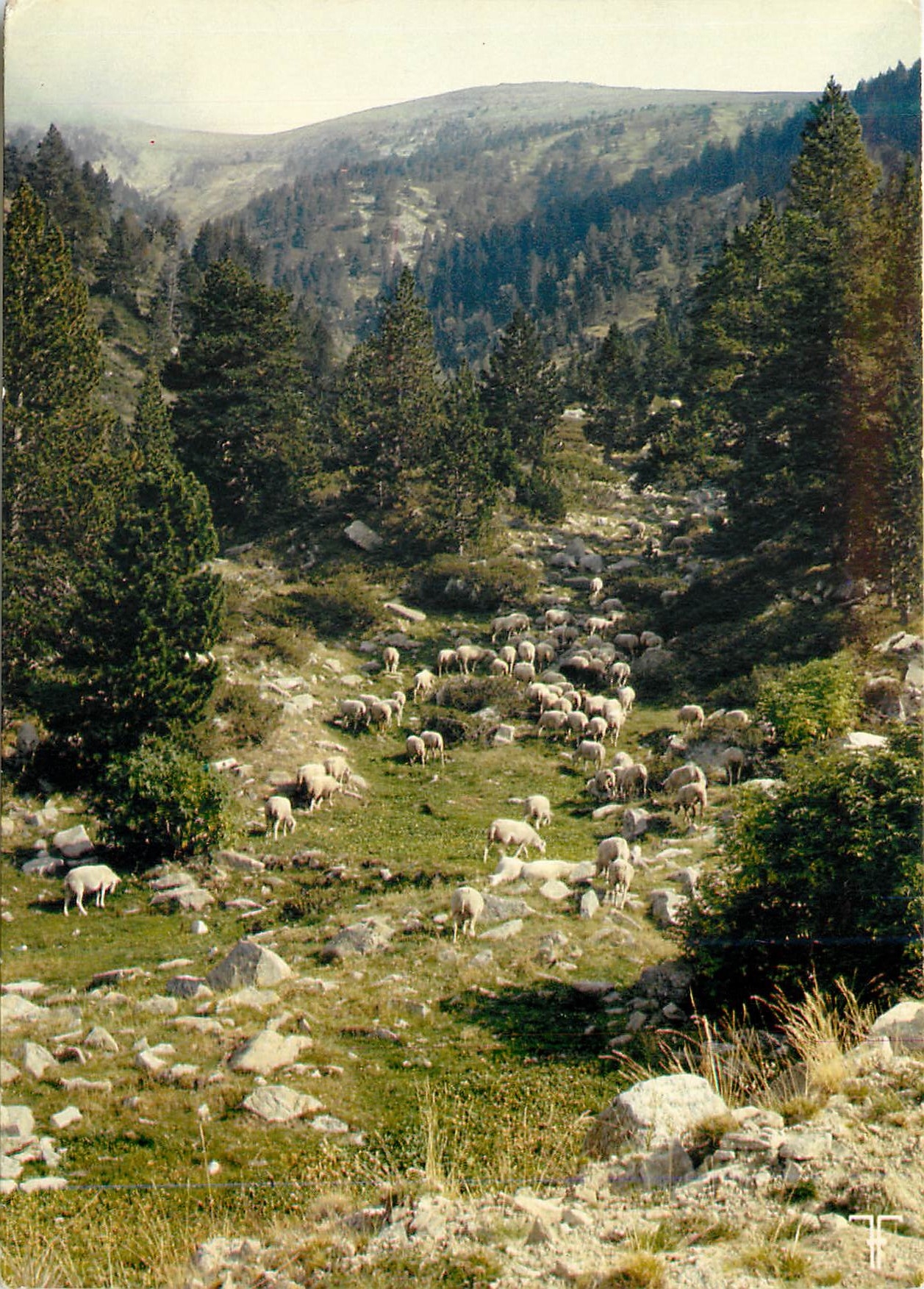 CPM Roussillon Massif du Canigou Brebis a l estive