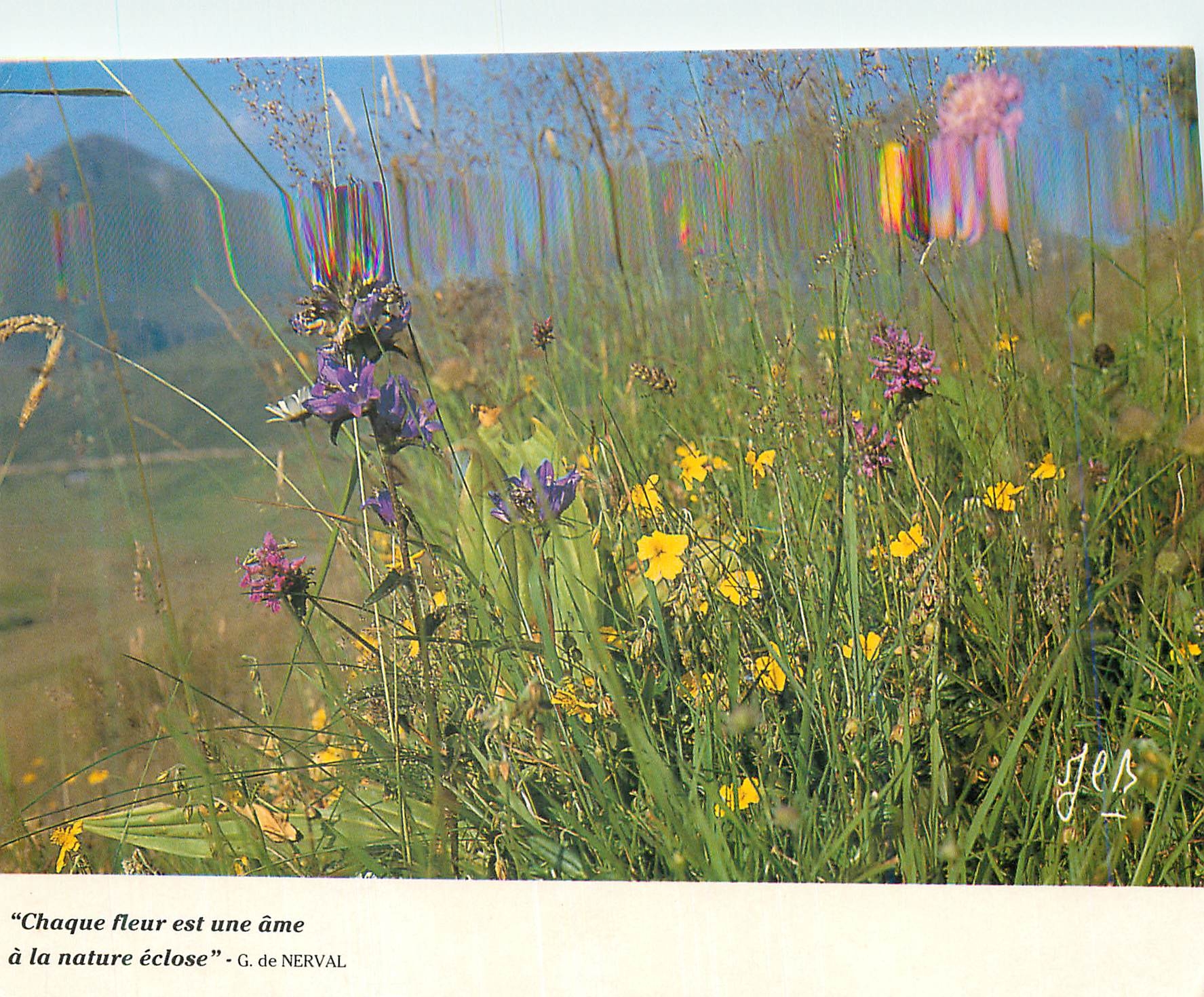 CPM Chateau fleur est une ame a la nature eclose Fleurs de montagne a la belle saison Auvergne