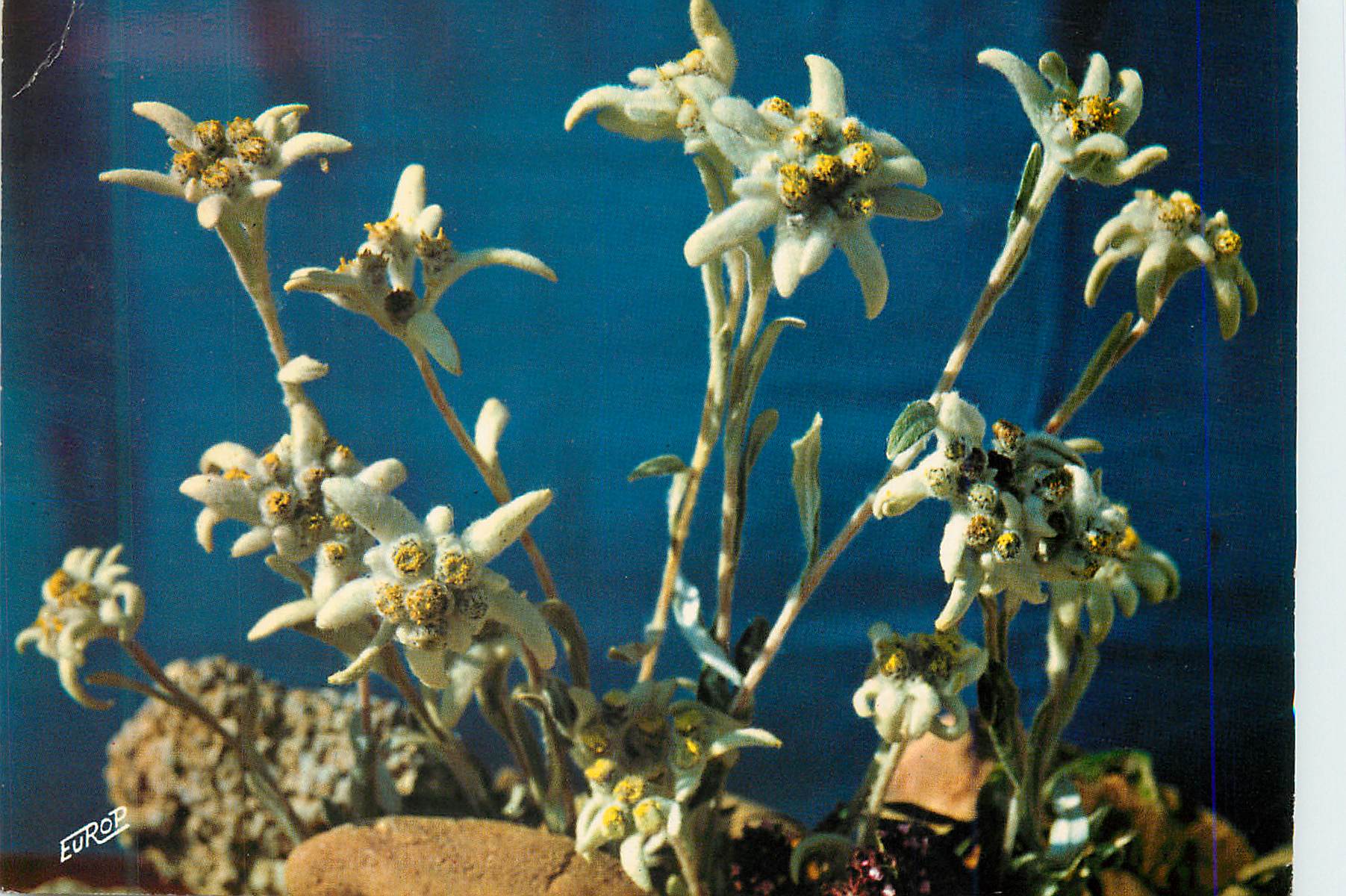 CPM Fleurs de Montagne Edelweis