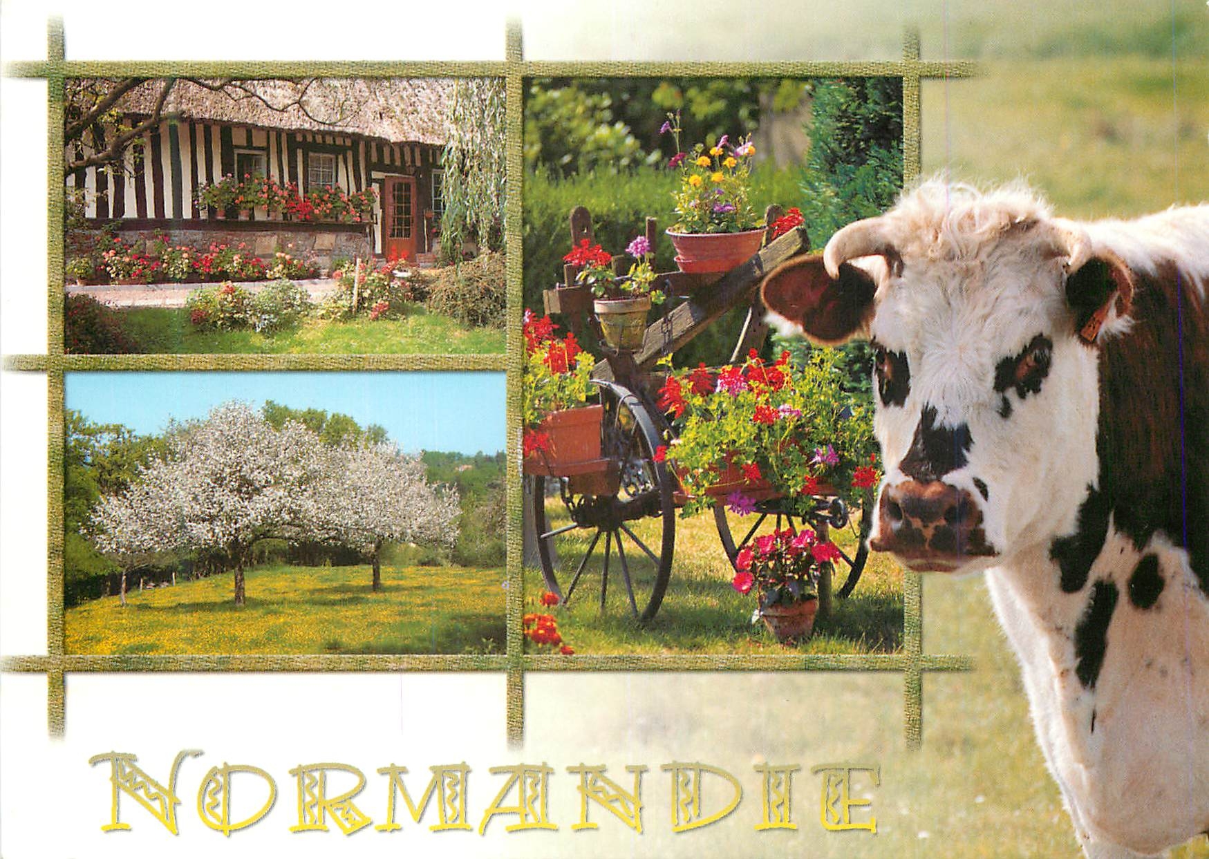 CPM Normandie Vache
