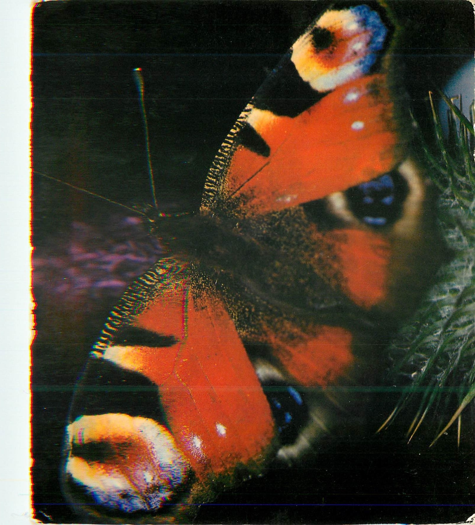 CPM Papillon
