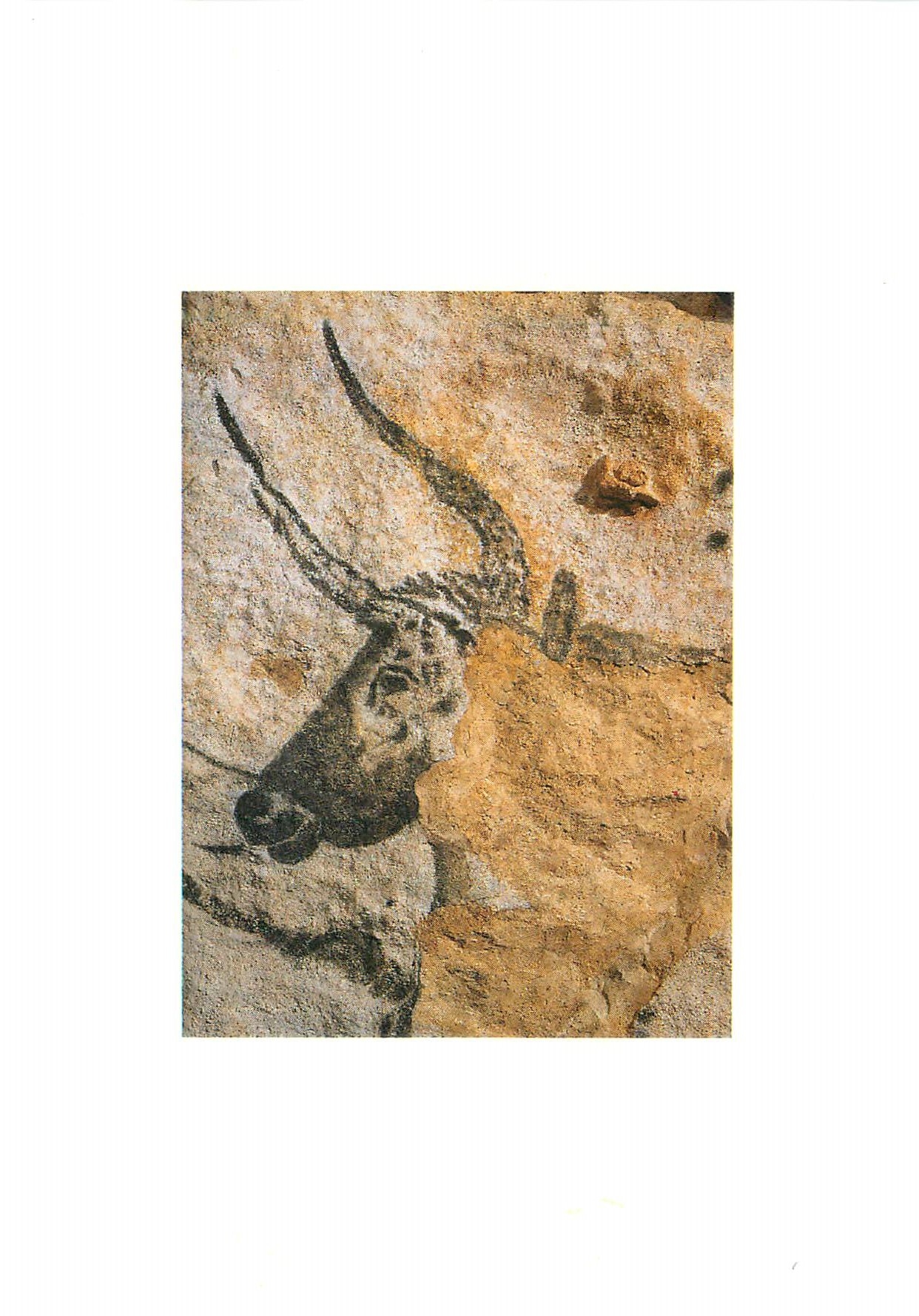 CPM Lascaux Montignac Dordogne Perigord Tete du Grand Taureau Salle des Taureaux parol droite