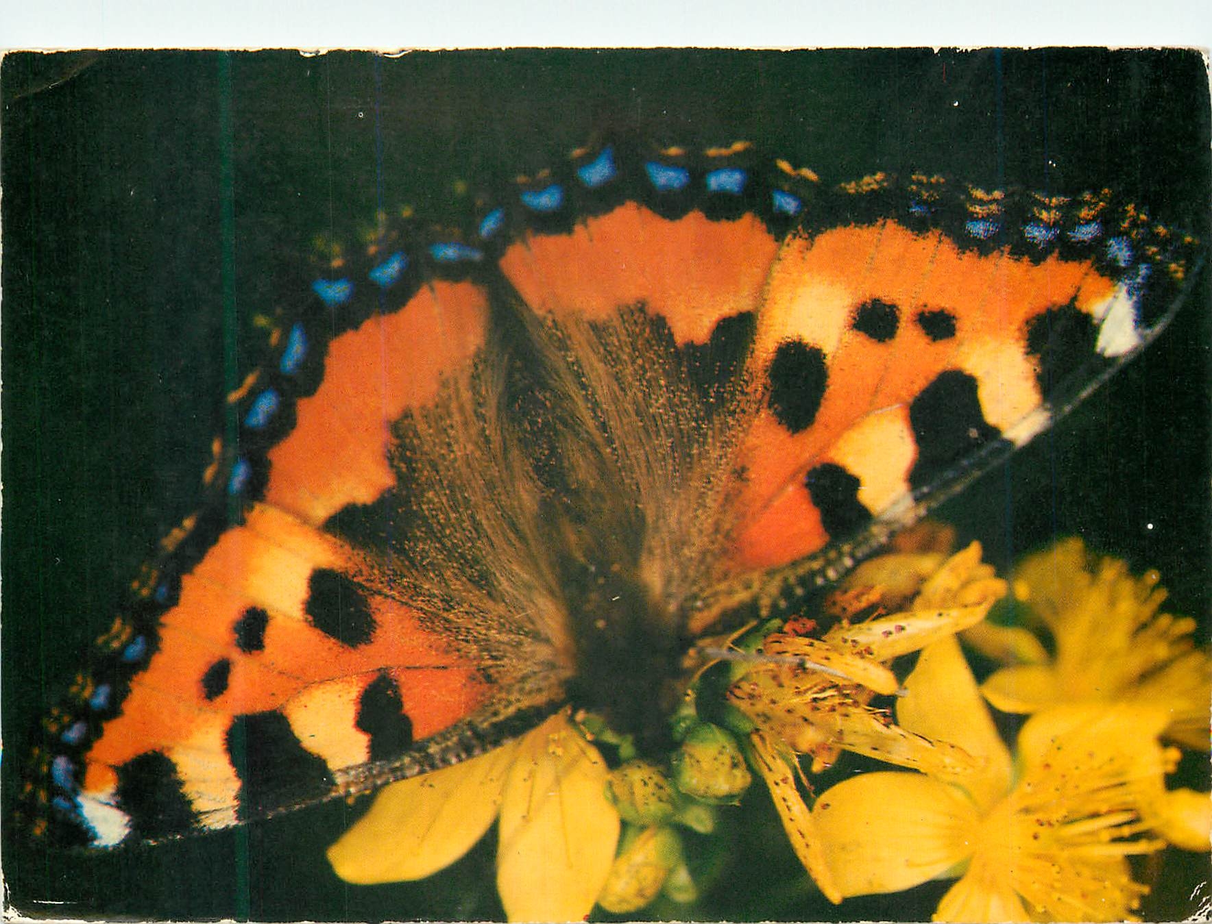 CPM Papillon