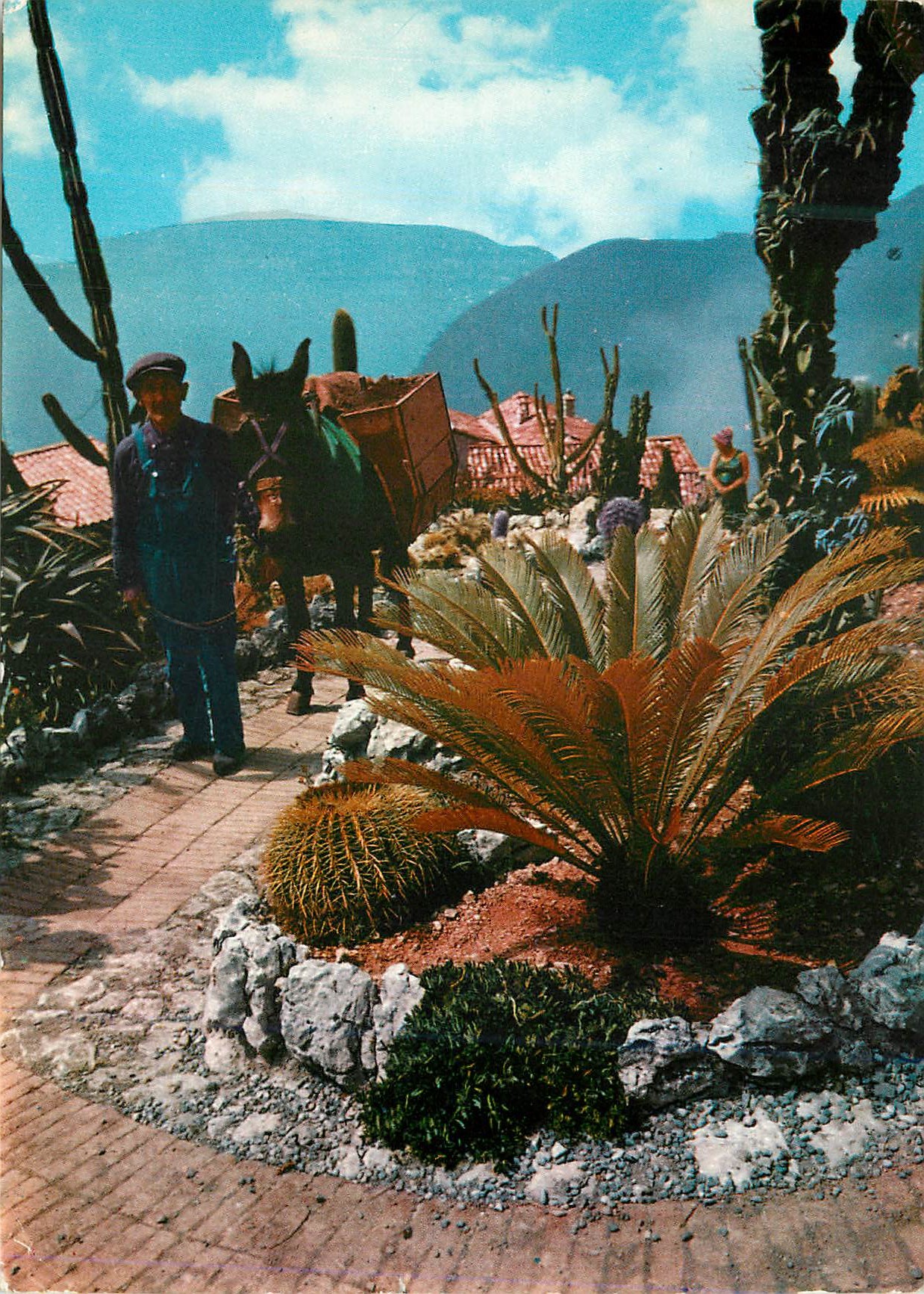 CPM Cote d'Azur Provence Vegetations exotiques et scene Pittoresque du Folklore Mediterraneen Ane Donkey