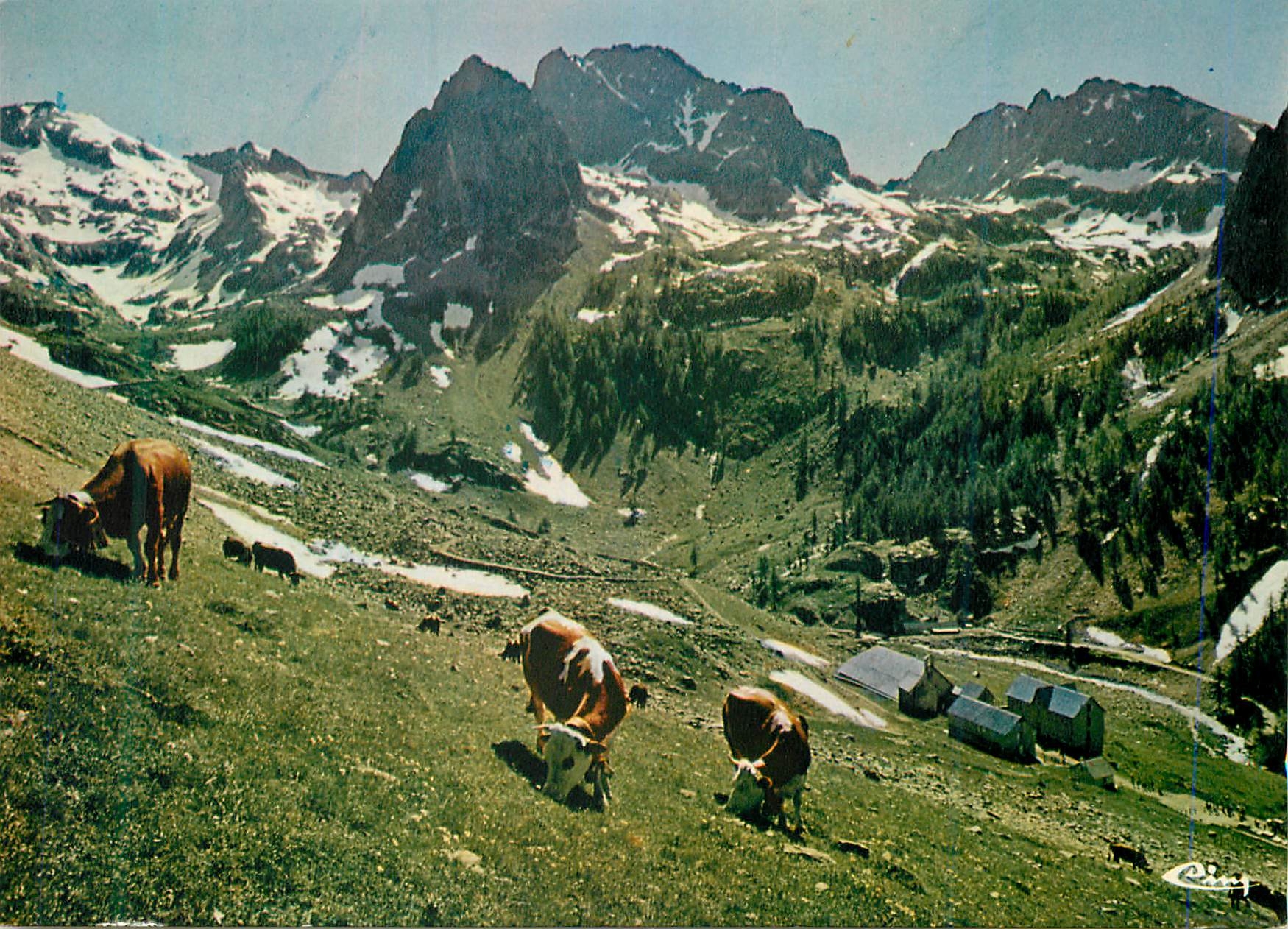 CPM St Martin Vesubie (Alpes Mar) Paturage Aupres  de la Madone de Fenestre Vaches