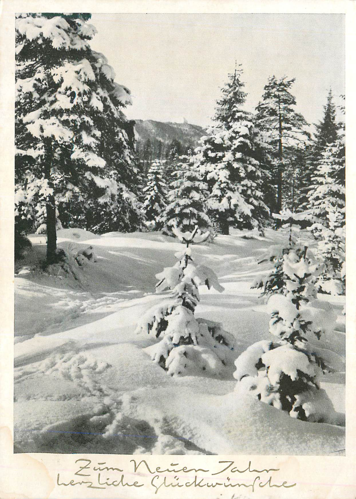 CPM Arbres sous la neige