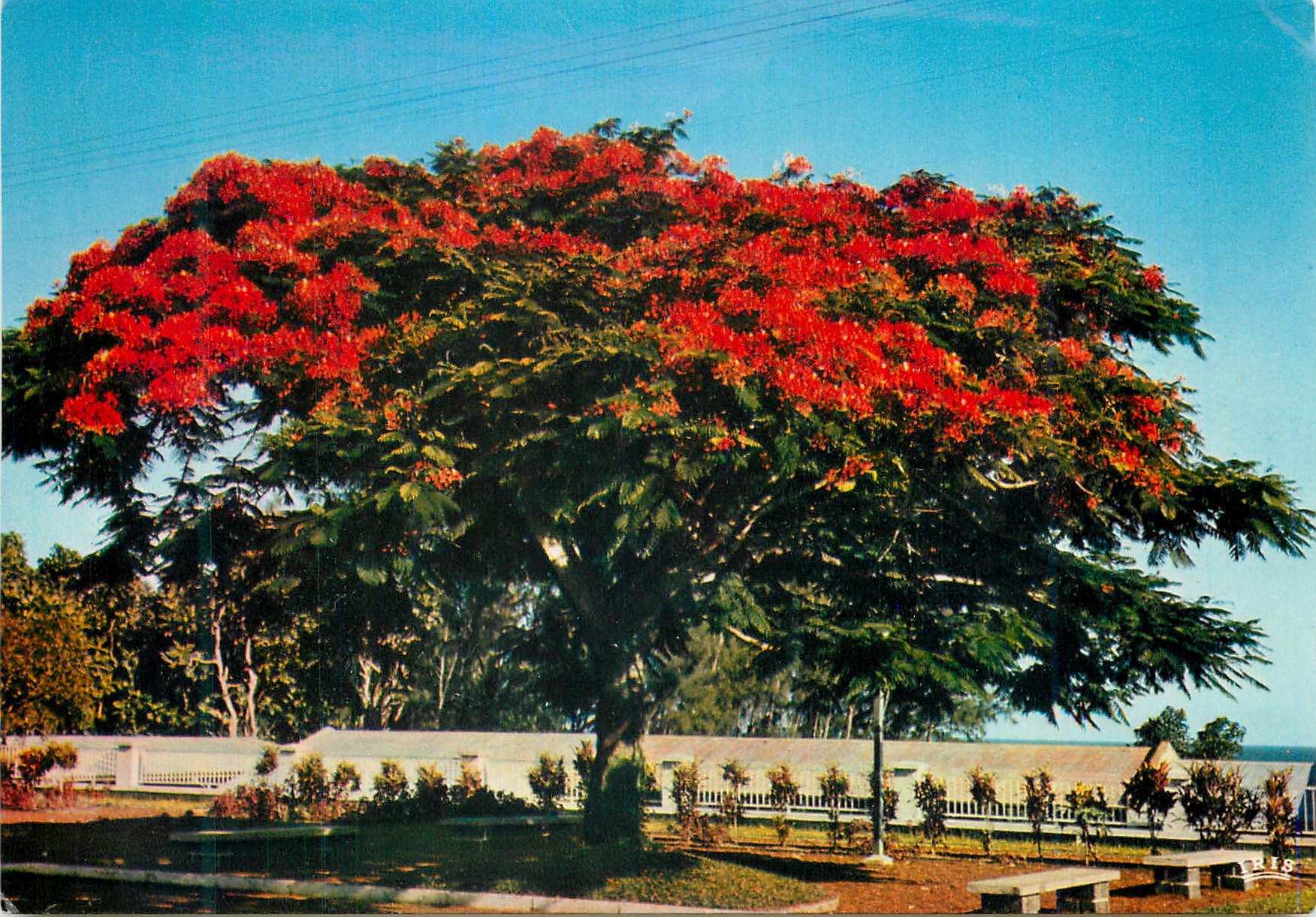 CPM Flamboyant