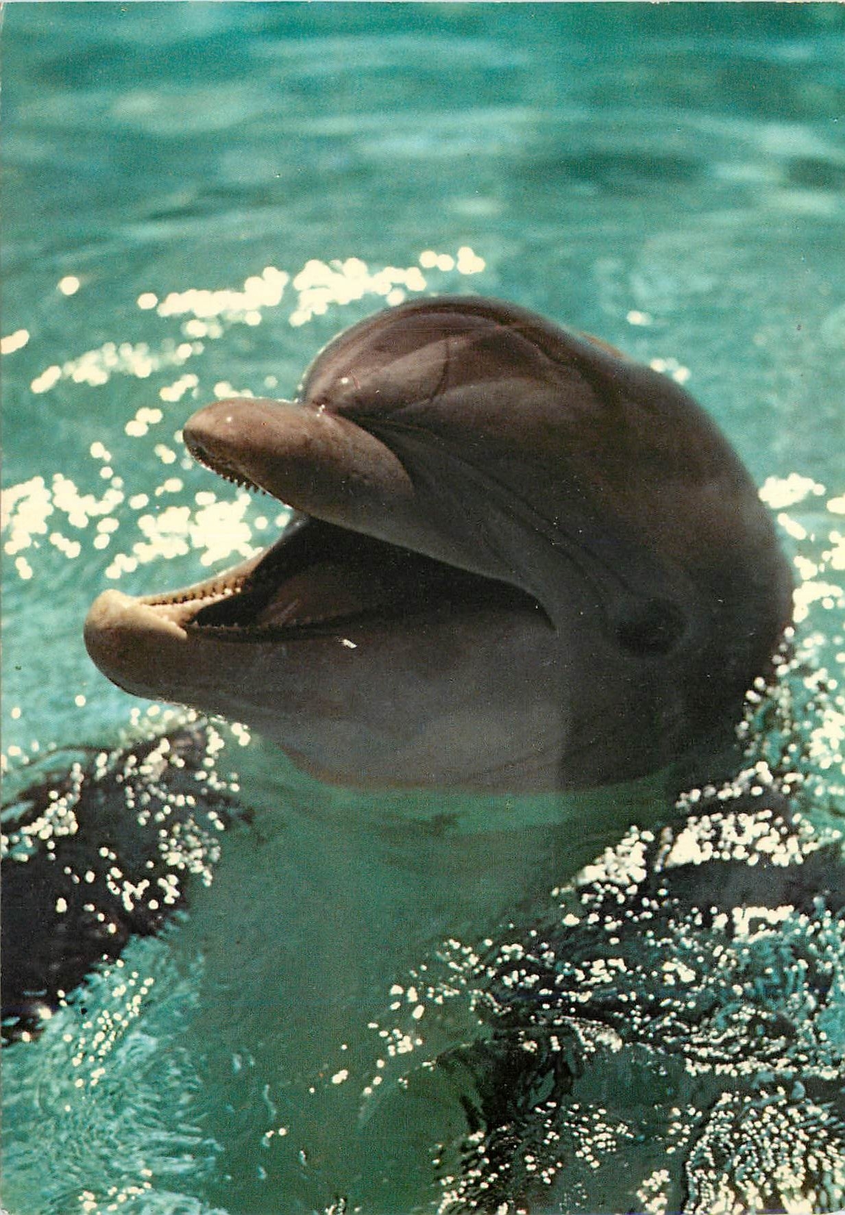 CPM Dauphin Delphinus