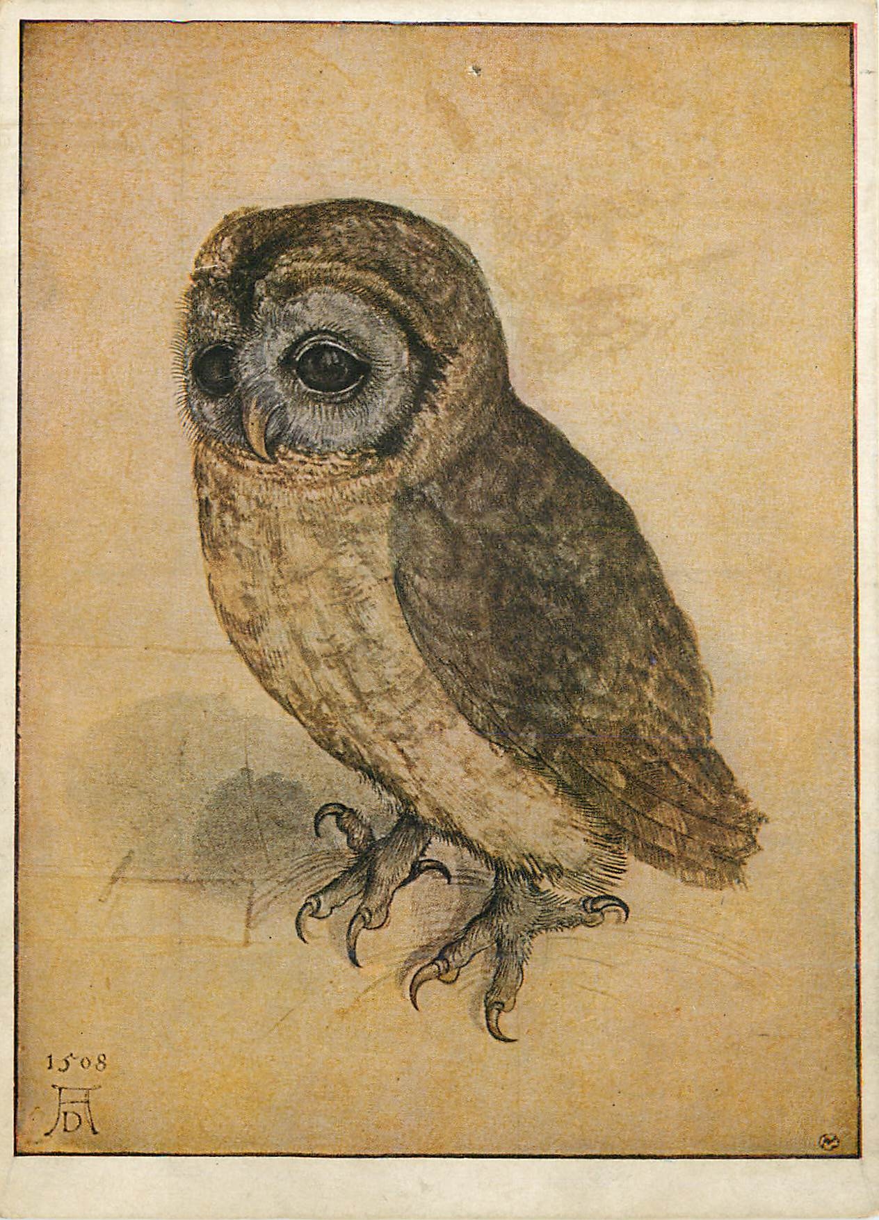 CPM Albrecht Durer (1471 1528) The Owl (Wien) Chouette Hibou