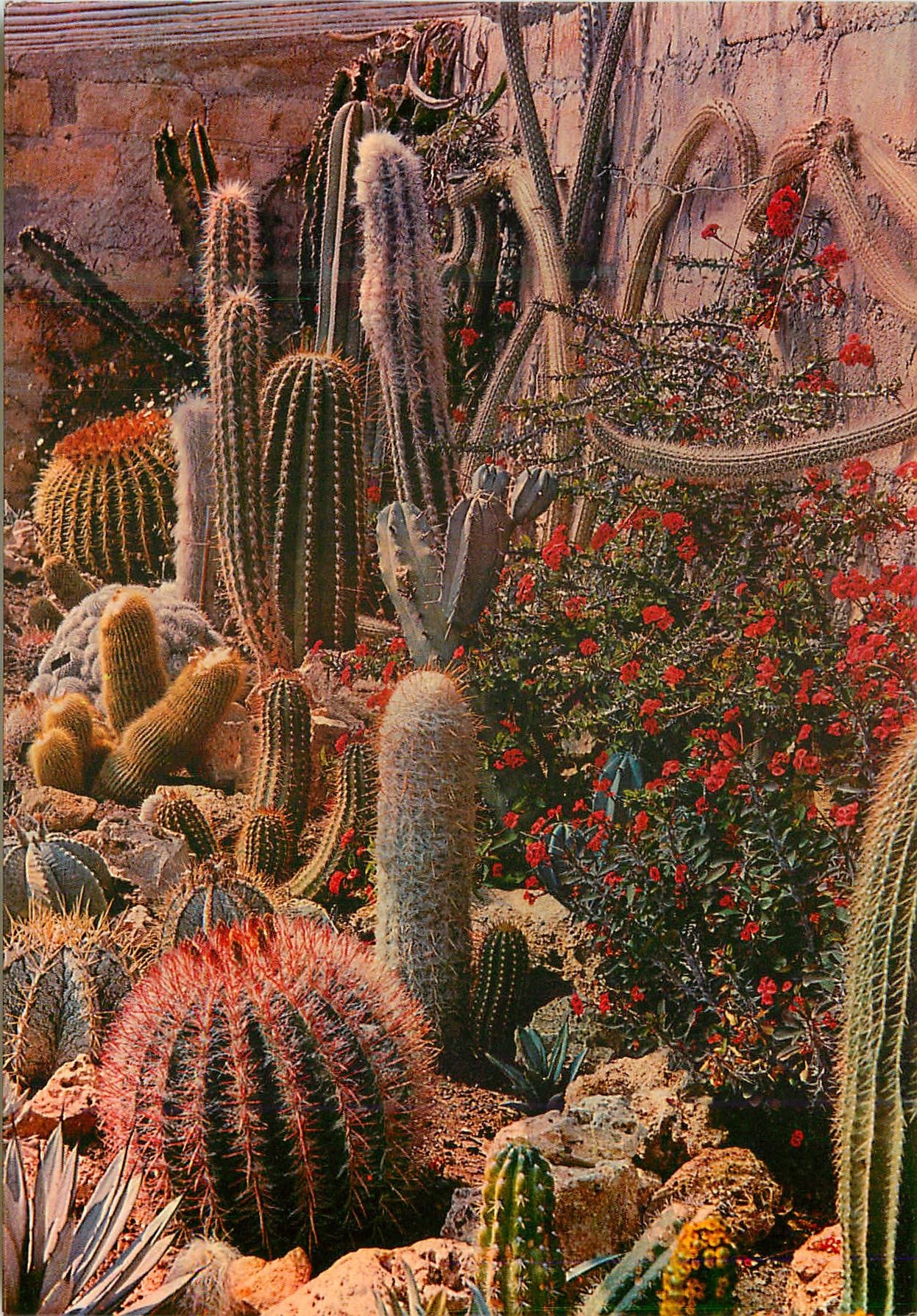 CPM Bandol Jardin Exotique de Sanary Lumiere et Beaute de la Cote d'Azur