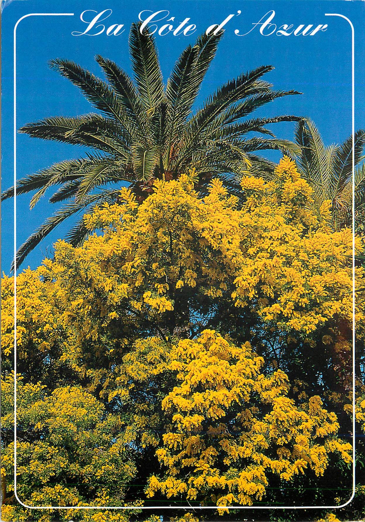 CPM Mimosas La Cote d'Azur