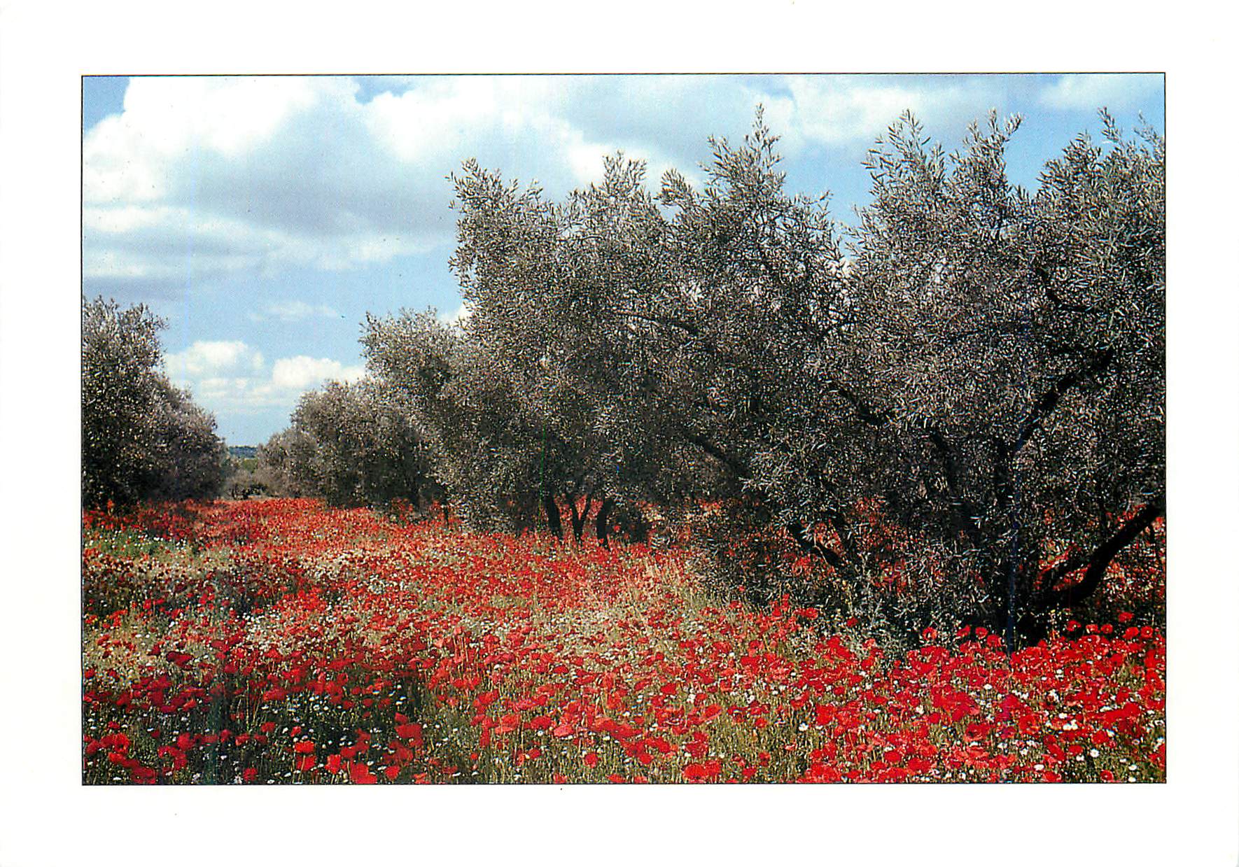 CPM Arriere Pays Medieterraneen Oliviers et Champs de Coquelicots