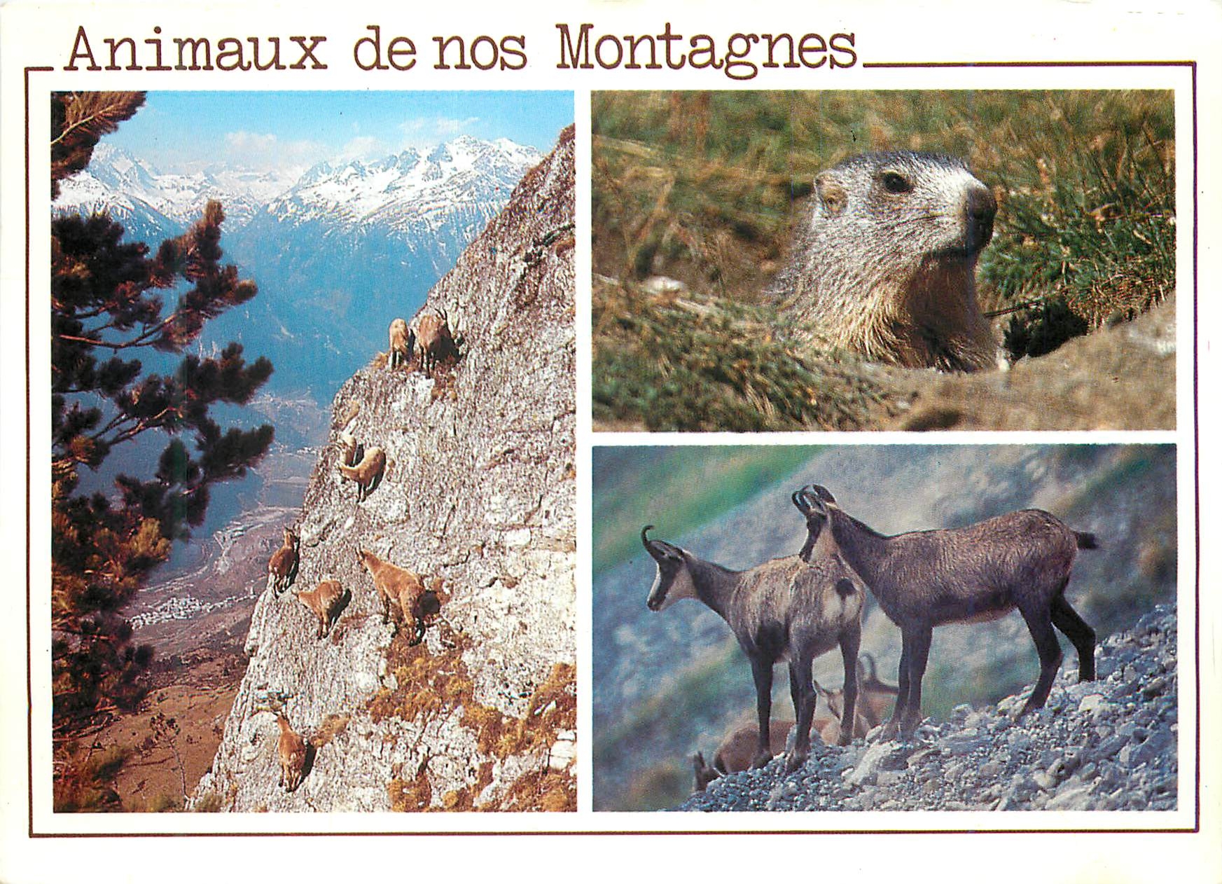 CPA Animaux de nos Montagnes Images Chez nous Jeunes Bouquetins Marmotte Chamois