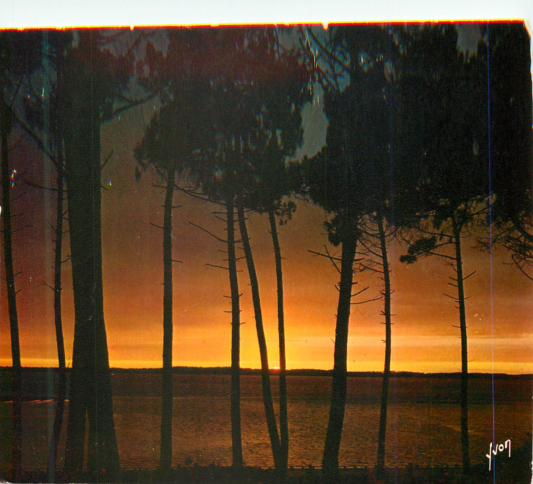 CPM Couleurs et Lumiere de France Coucher de Soleil a Travers les Pins
