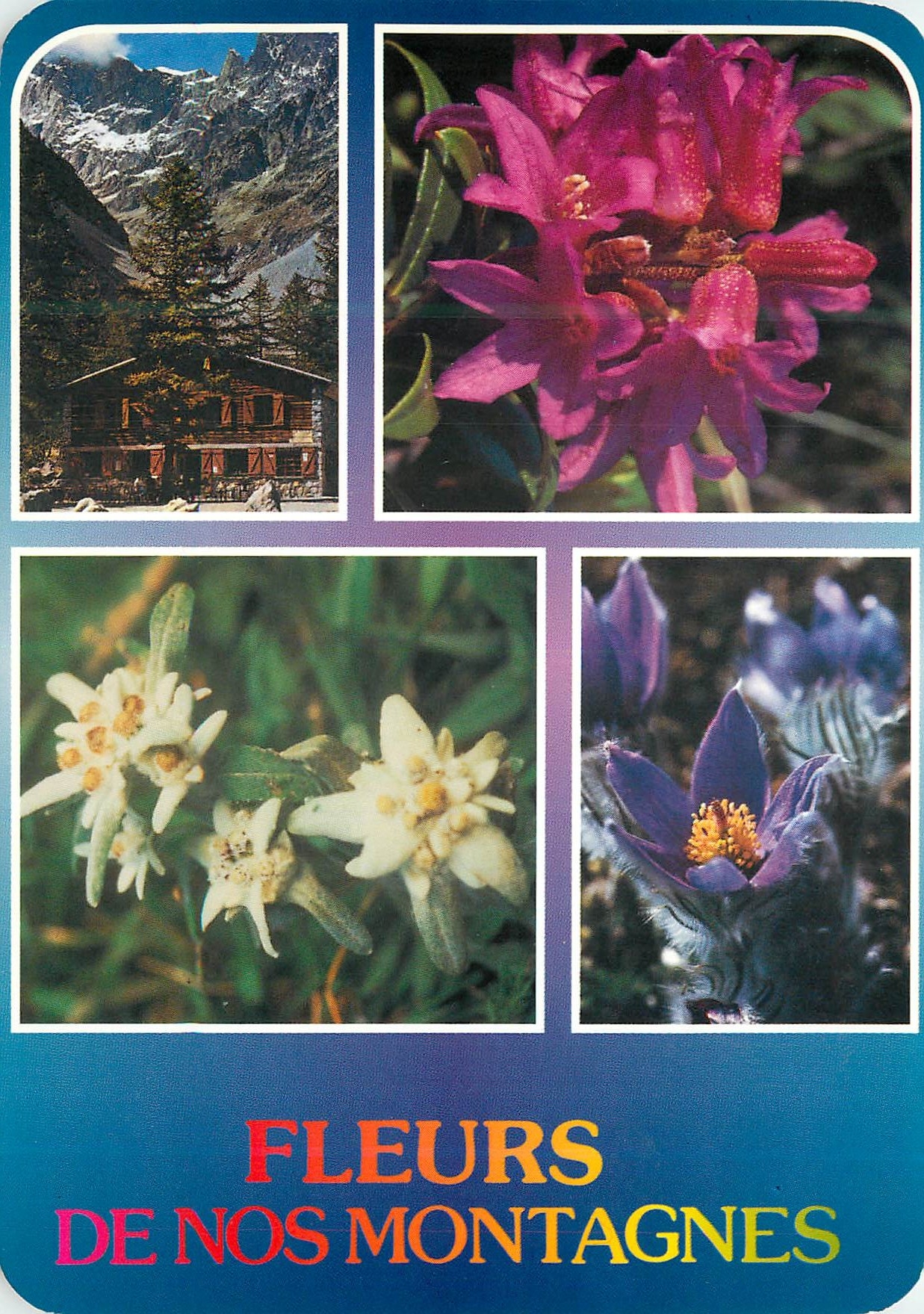 CPM Images de France Fleurs de Nos Montagnes