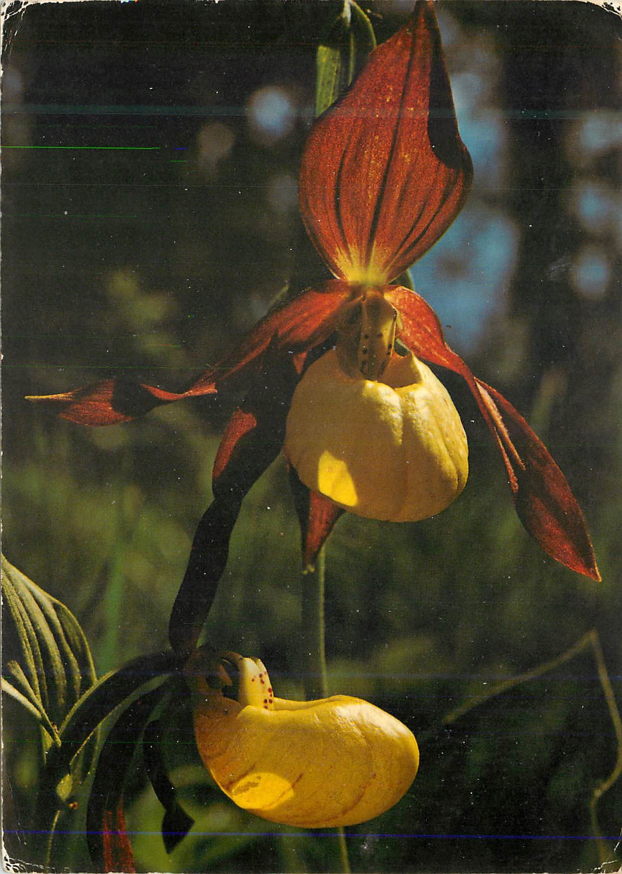 CPM Cypripedium Calceolus Sabot de Venus
