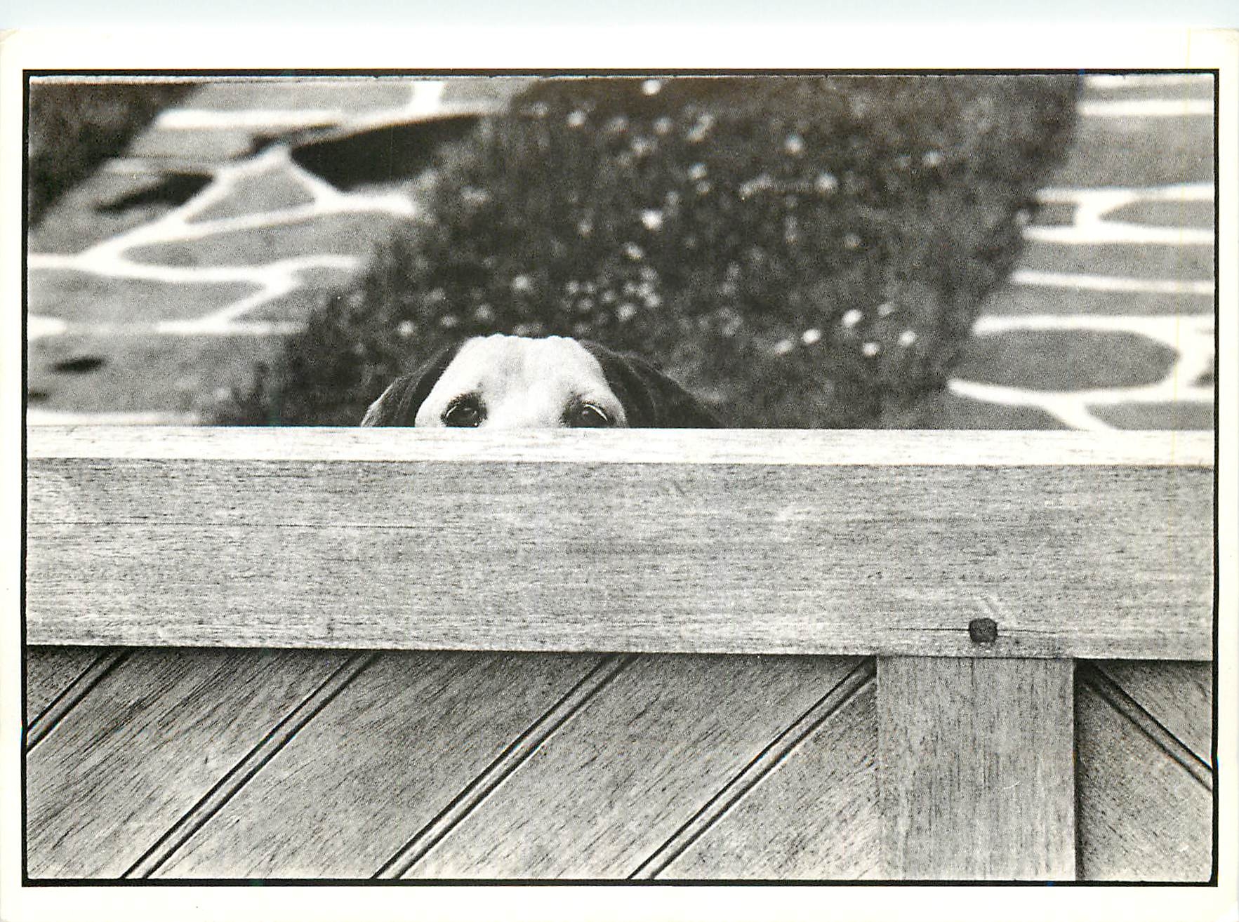 Hund, der über eine Holzgeländer blickt — Elliott Erwitt / Trouville - Frankreich 1965