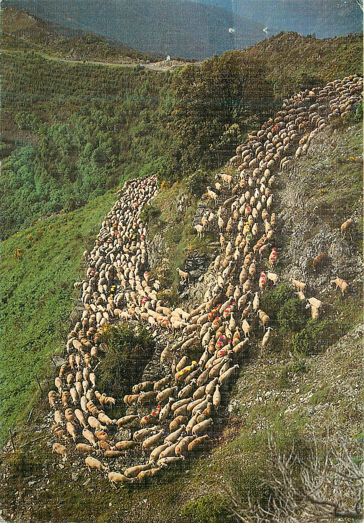CPM Dans le Massif des Cevennes la Transhumance des Moutons