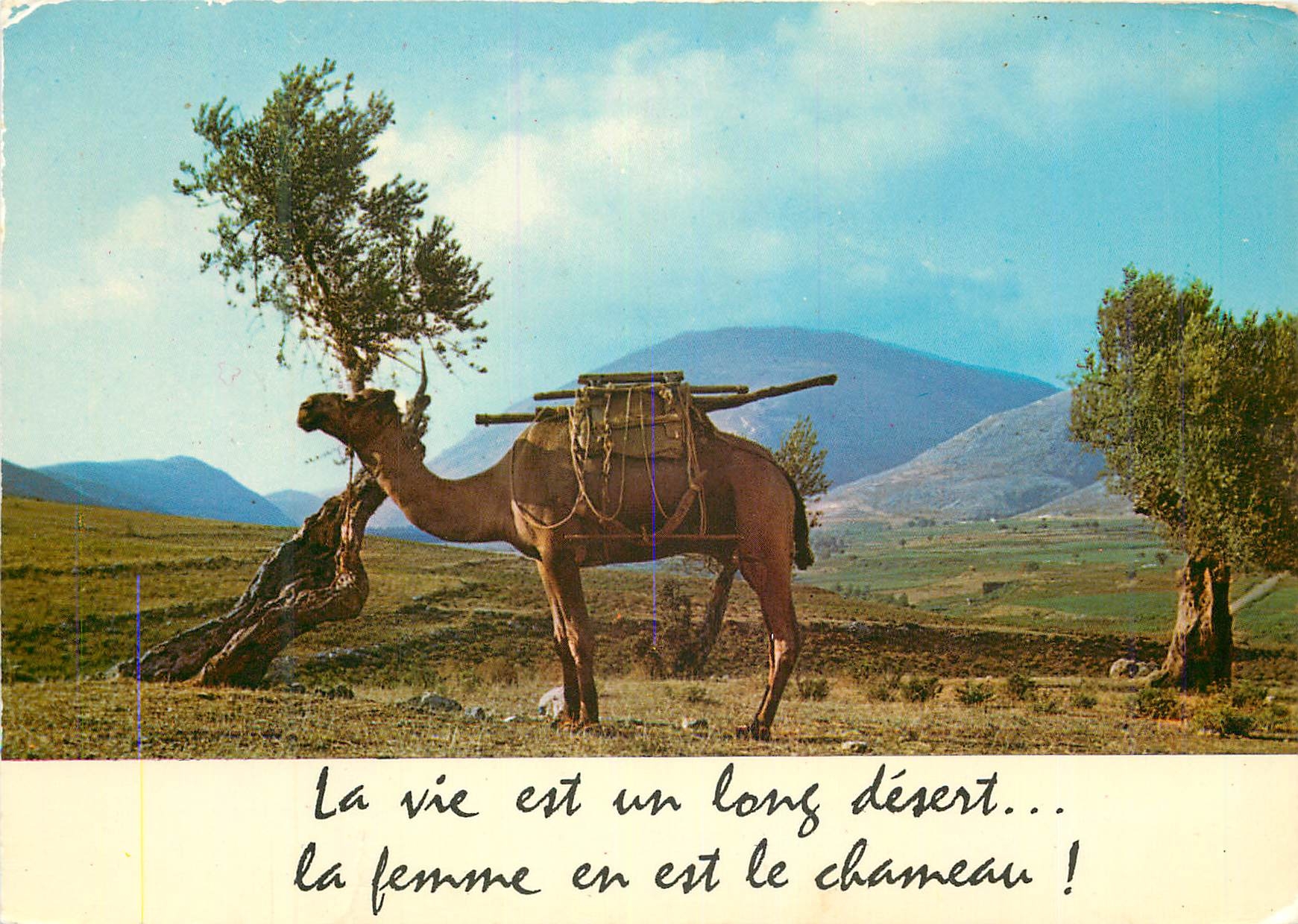 CPM la Vie est un Long Desert la Femme en est le Chameau