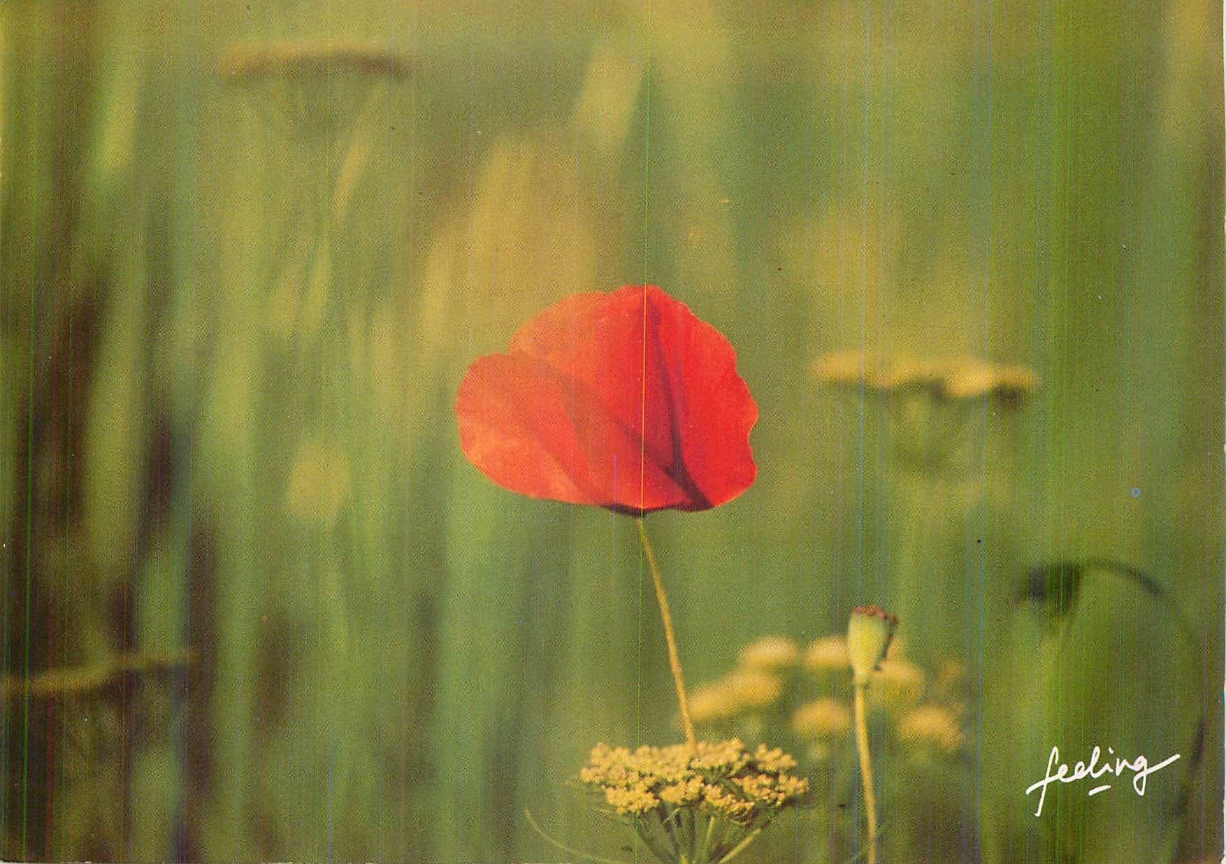CPM Floralies Photo Larry Dale Gordon