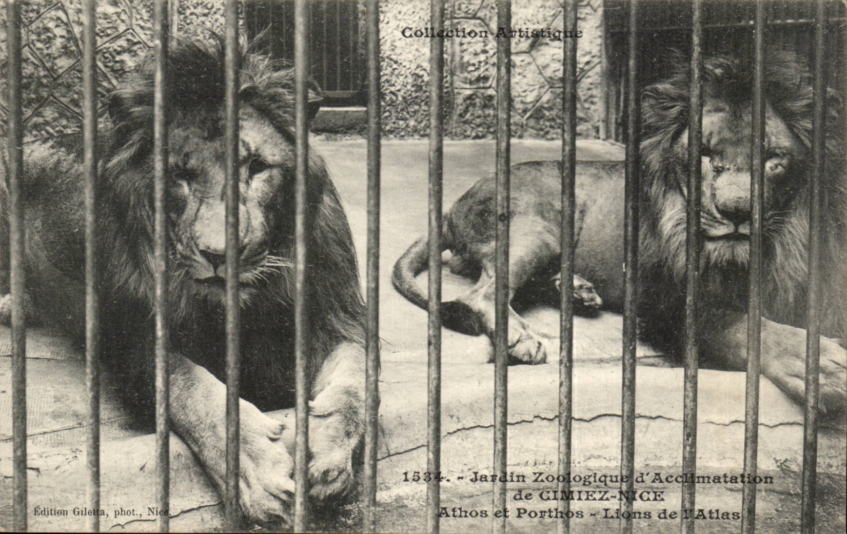 Lions de l'Atlas — Athos et Porthos — Jardin Zoologique d'Acclimatation de Gimiez-Nice — Édition Giletta, phot., Nice