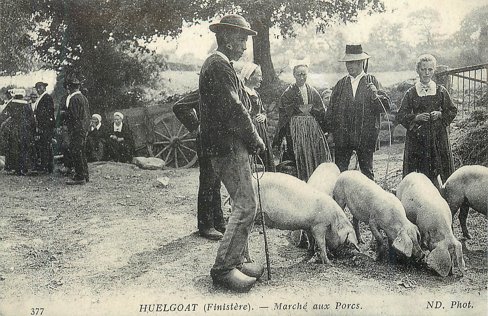 CPM Huelgoat (finistere) marche aux porcs Cochons