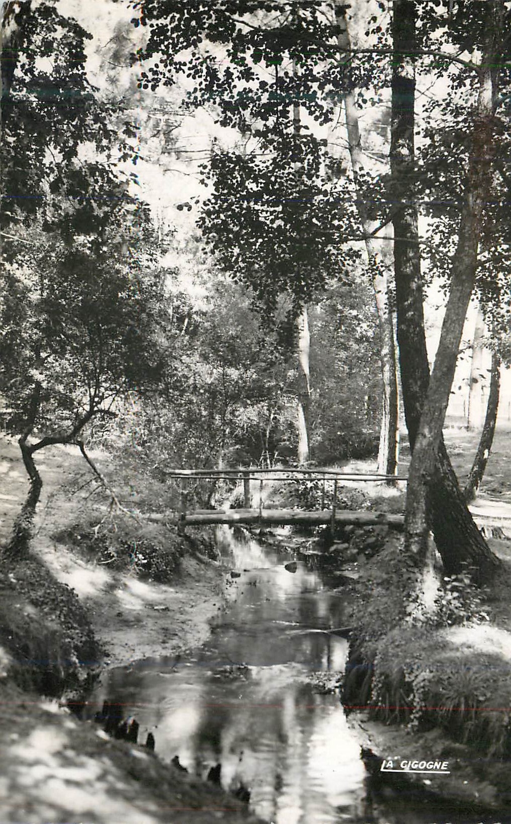 CPM 33 005 02 andernos (gironde) le betey sous bois