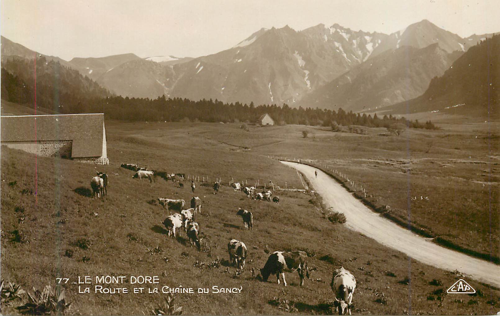 CPM 77 le mont dore la route et la chaine du sancy Vaches