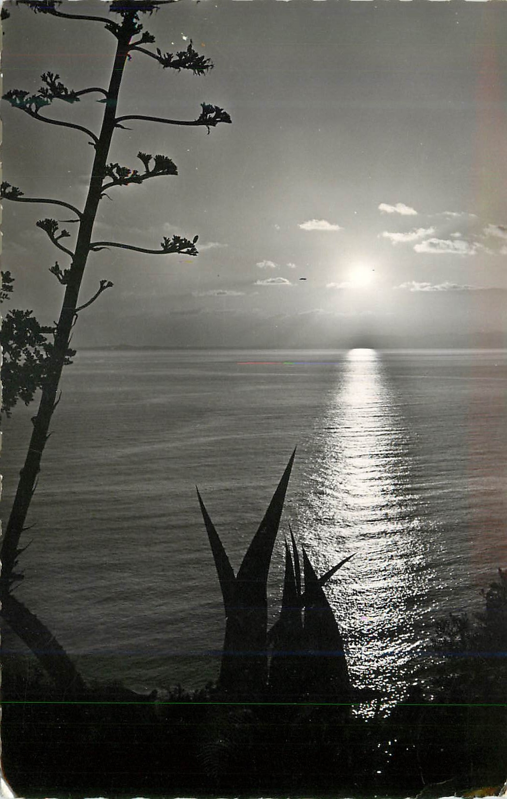 CPM La Cote d Azur Coucher de soleil 