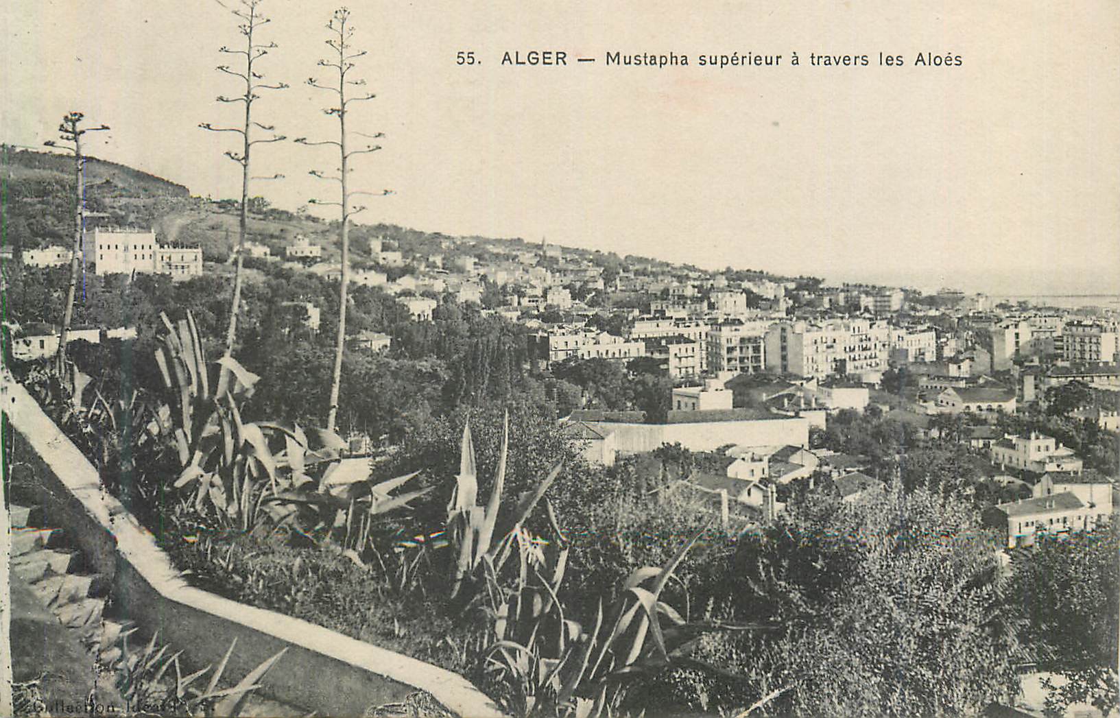 CPA Alger Mustapha superieur a travers les Aloes 